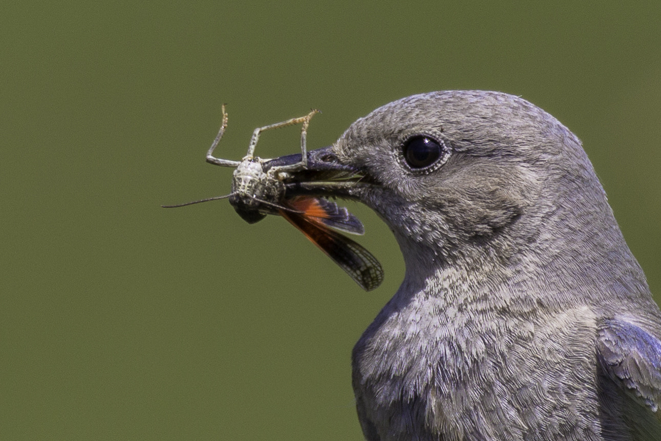 150-600mm F5-6.3 DG OS HSM | Contemporary 015 sample photo. Female bluebird photography