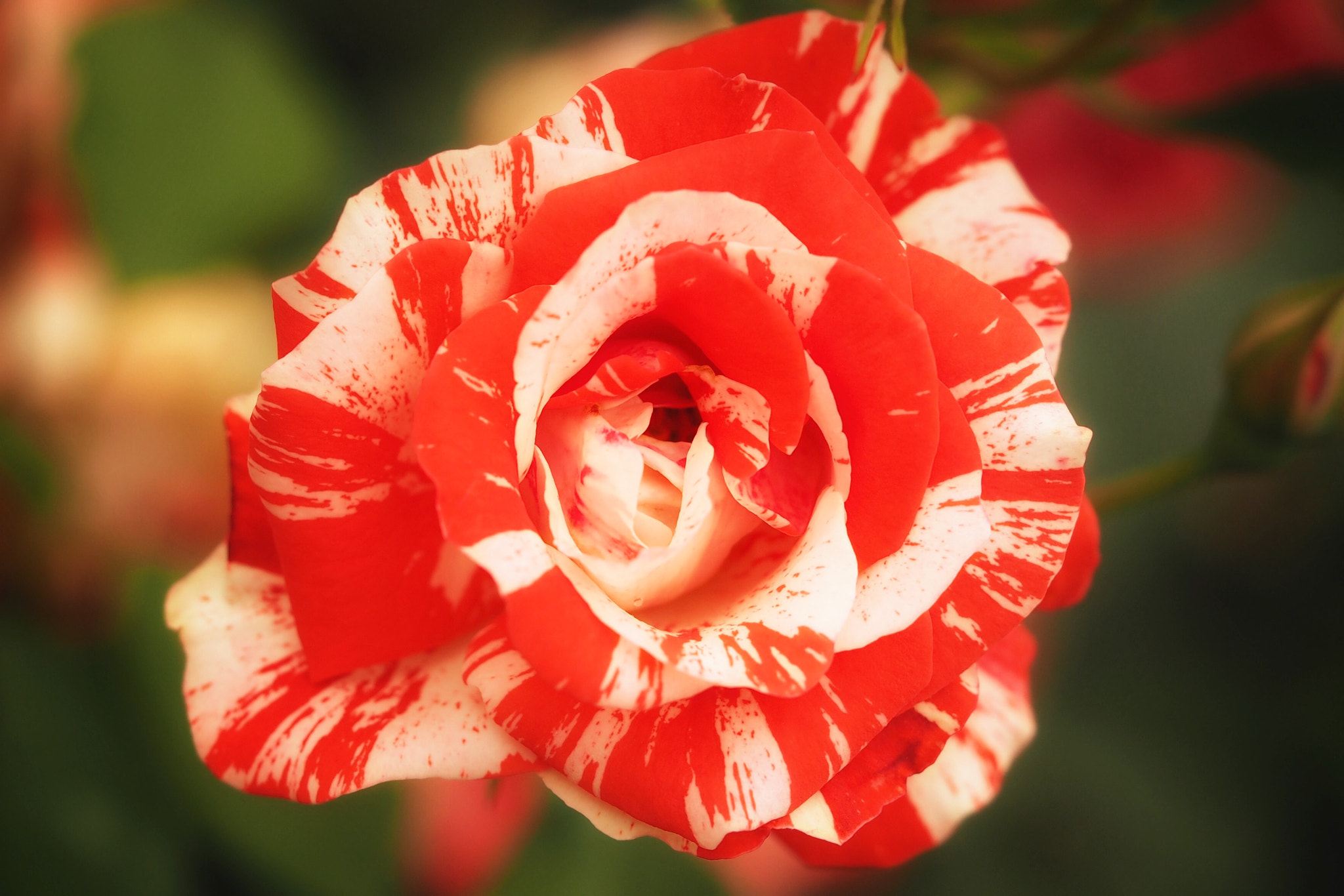 Olympus PEN E-PL7 sample photo. Bicolor rose photography
