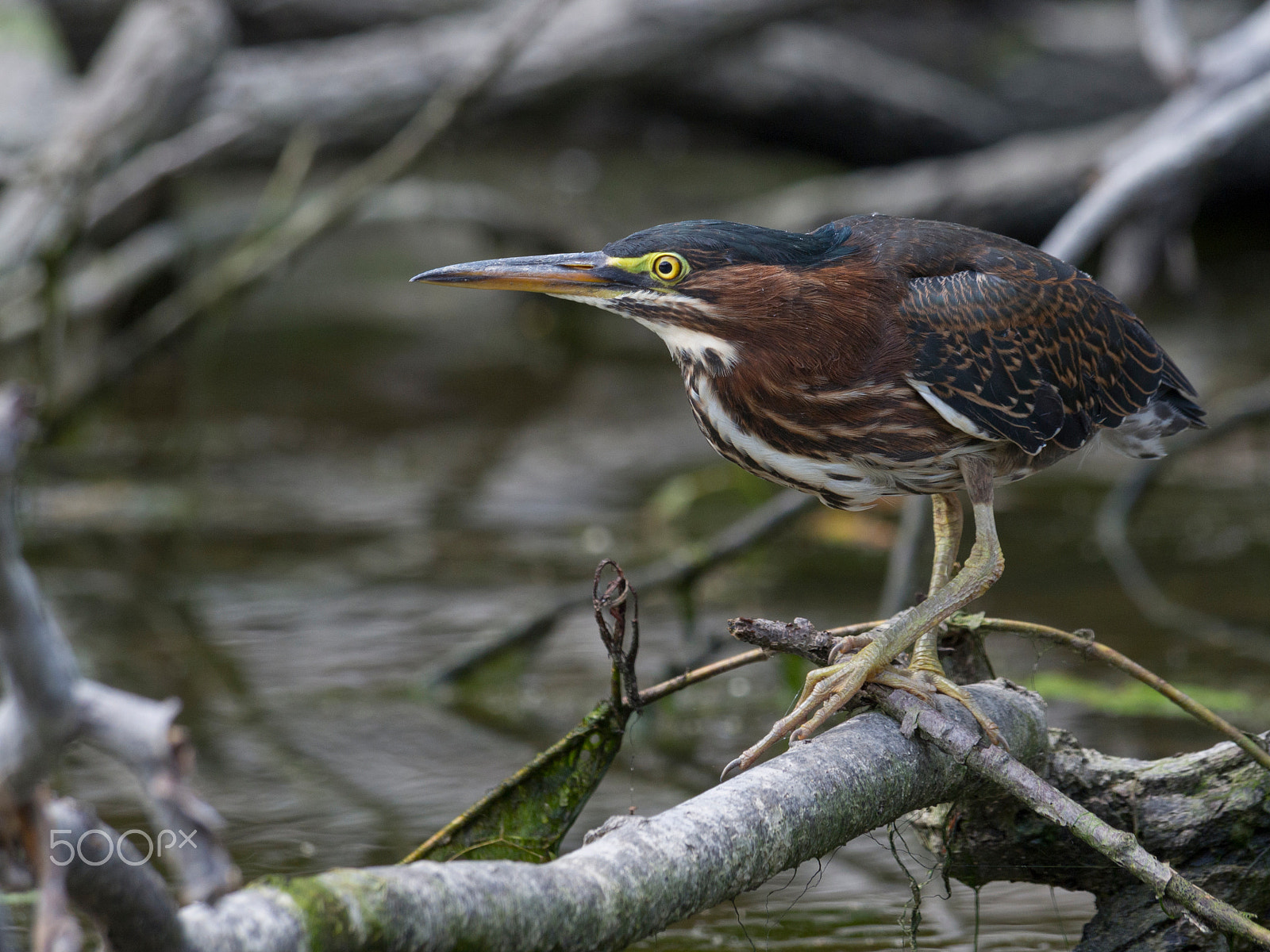 Olympus PEN E-PL5 sample photo. Green heron photography