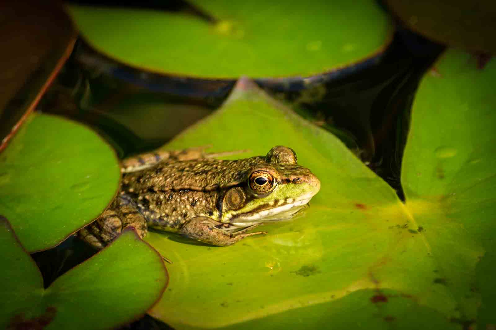 Sony Alpha DSLR-A500 + Sony DT 55-300mm F4.5-5.6 SAM sample photo. Young frog on a lily pad.. photography