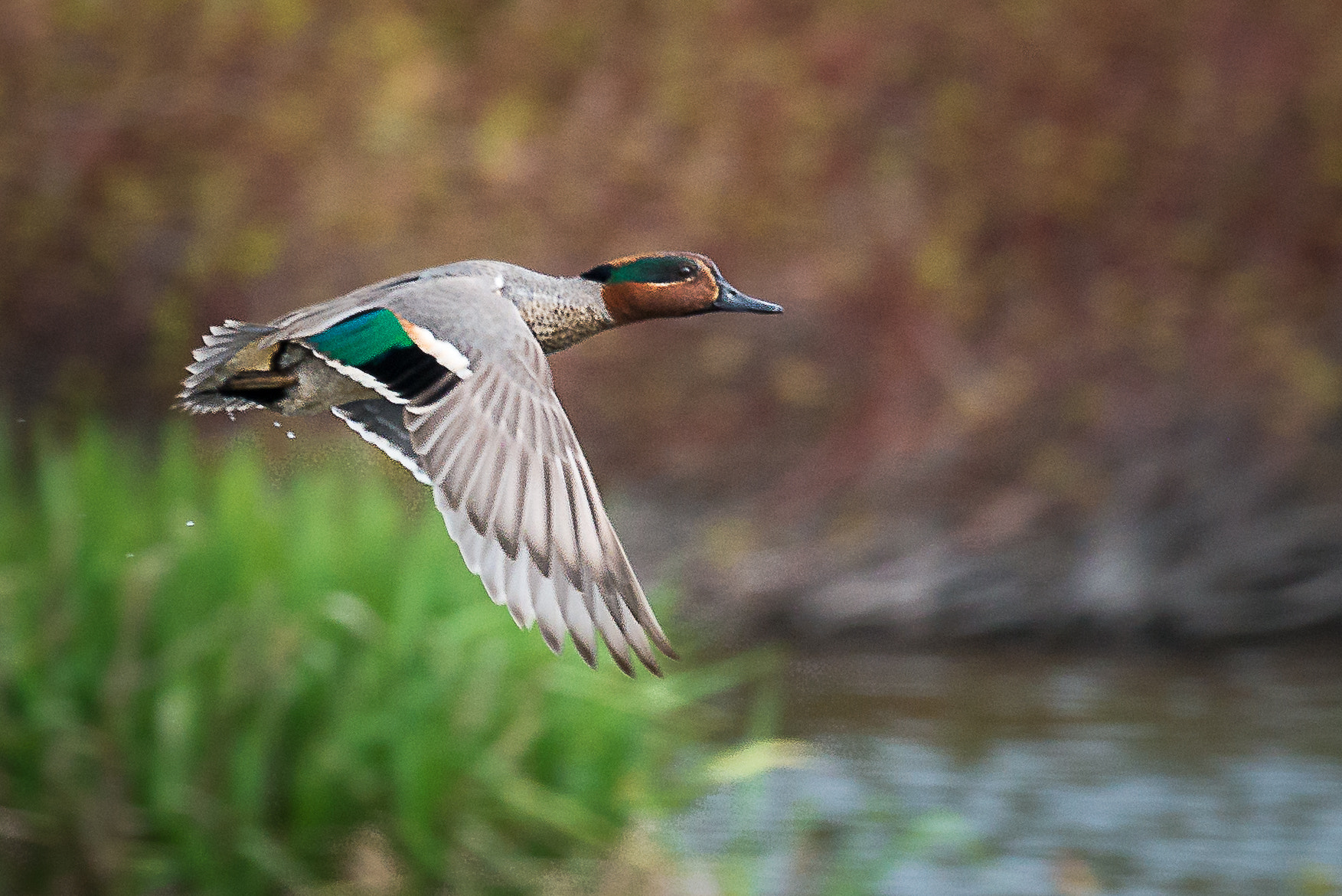 Nikon D800 + Nikon AF-S Nikkor 500mm F4G ED VR sample photo. Green winged teal photography