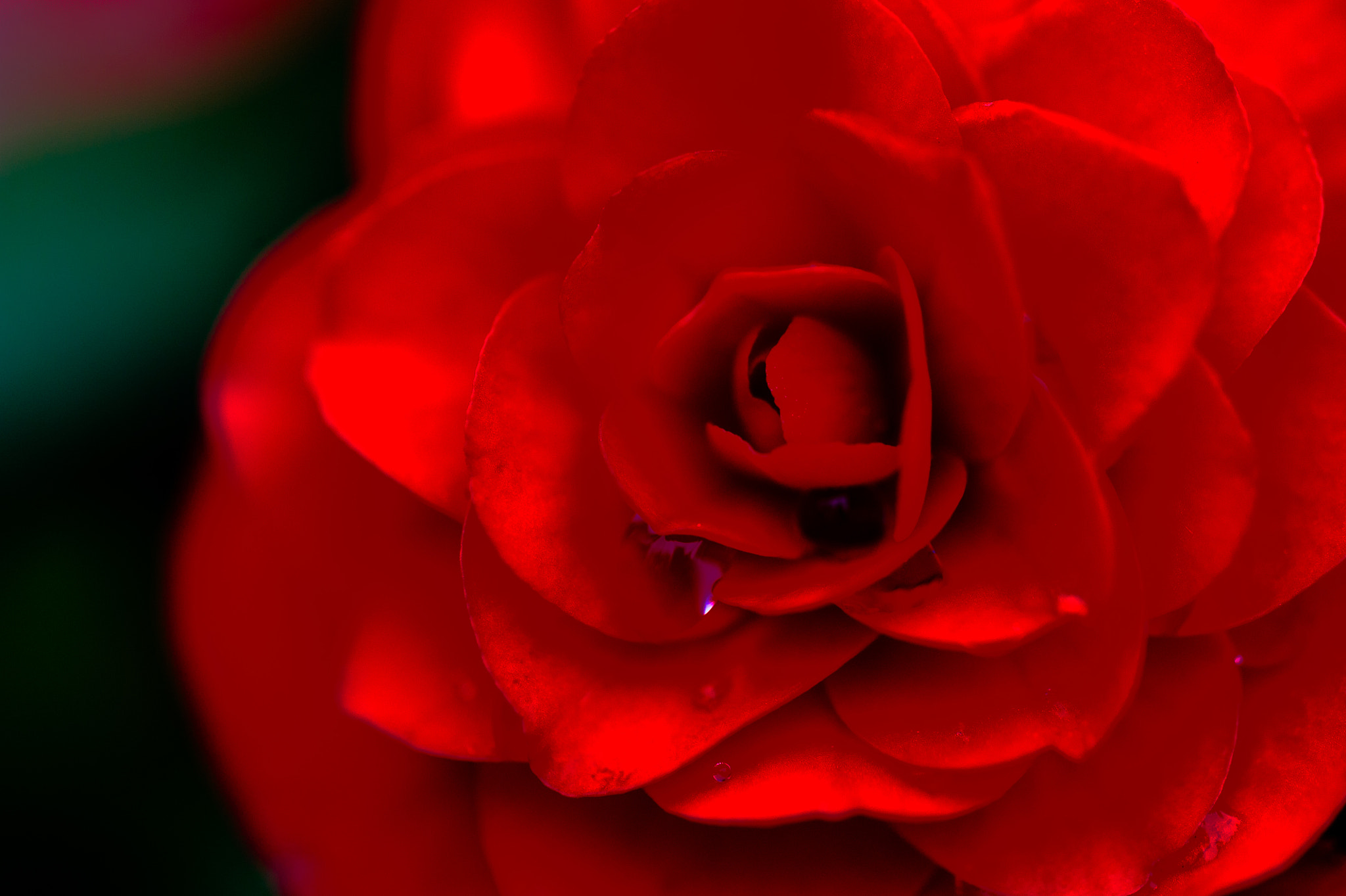 Sigma 150mm F2.8 EX DG Macro HSM sample photo. In bloom photography