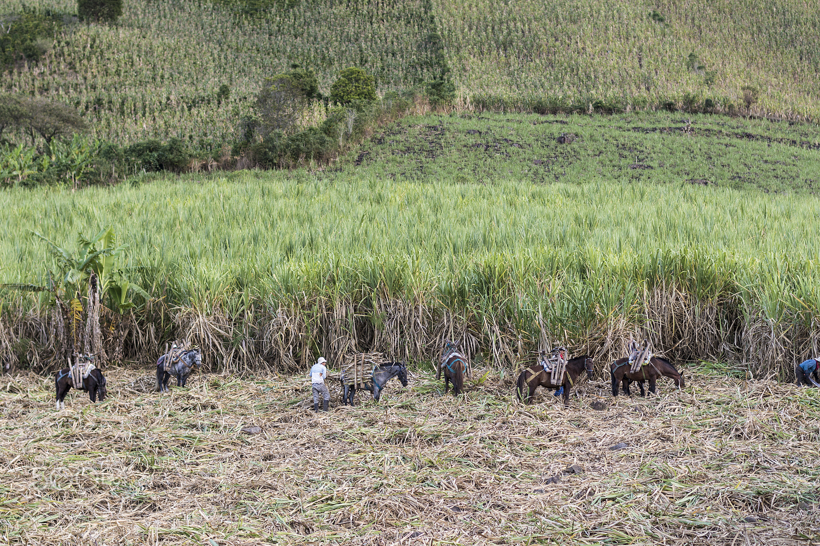 Canon EF 50mm F1.4 USM sample photo. Del trapiche photography