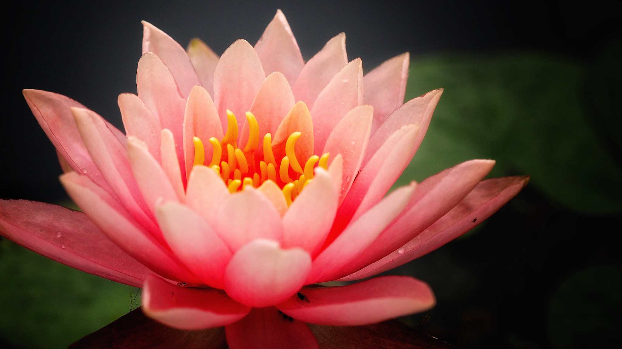 Olympus PEN E-PL7 sample photo. Pink lotus photography