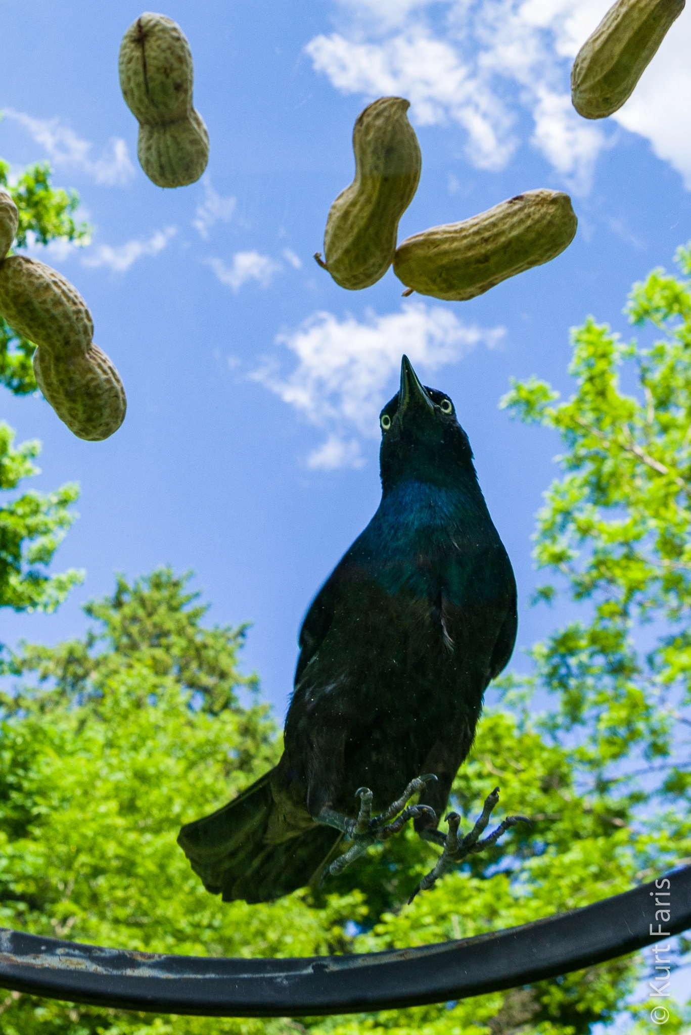 Nikon D800 + Sigma 15mm F2.8 EX DG Diagonal Fisheye sample photo. A different perspective on the common grackle. photography