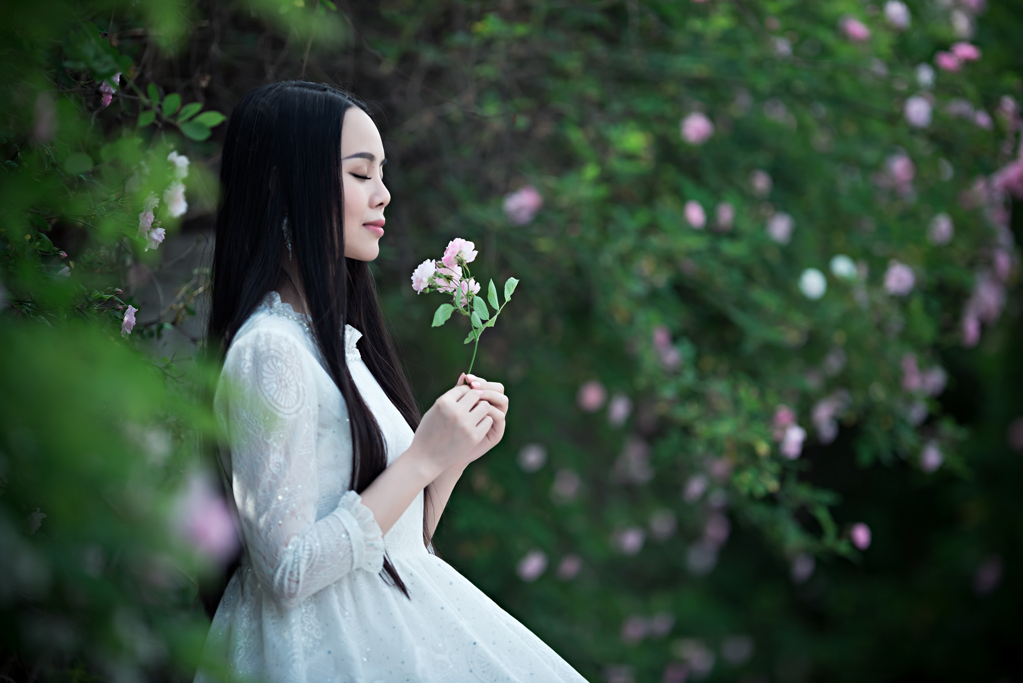 Nikon AF-S Nikkor 200mm F2G ED VR II sample photo. 迟来的蔷薇花 photography