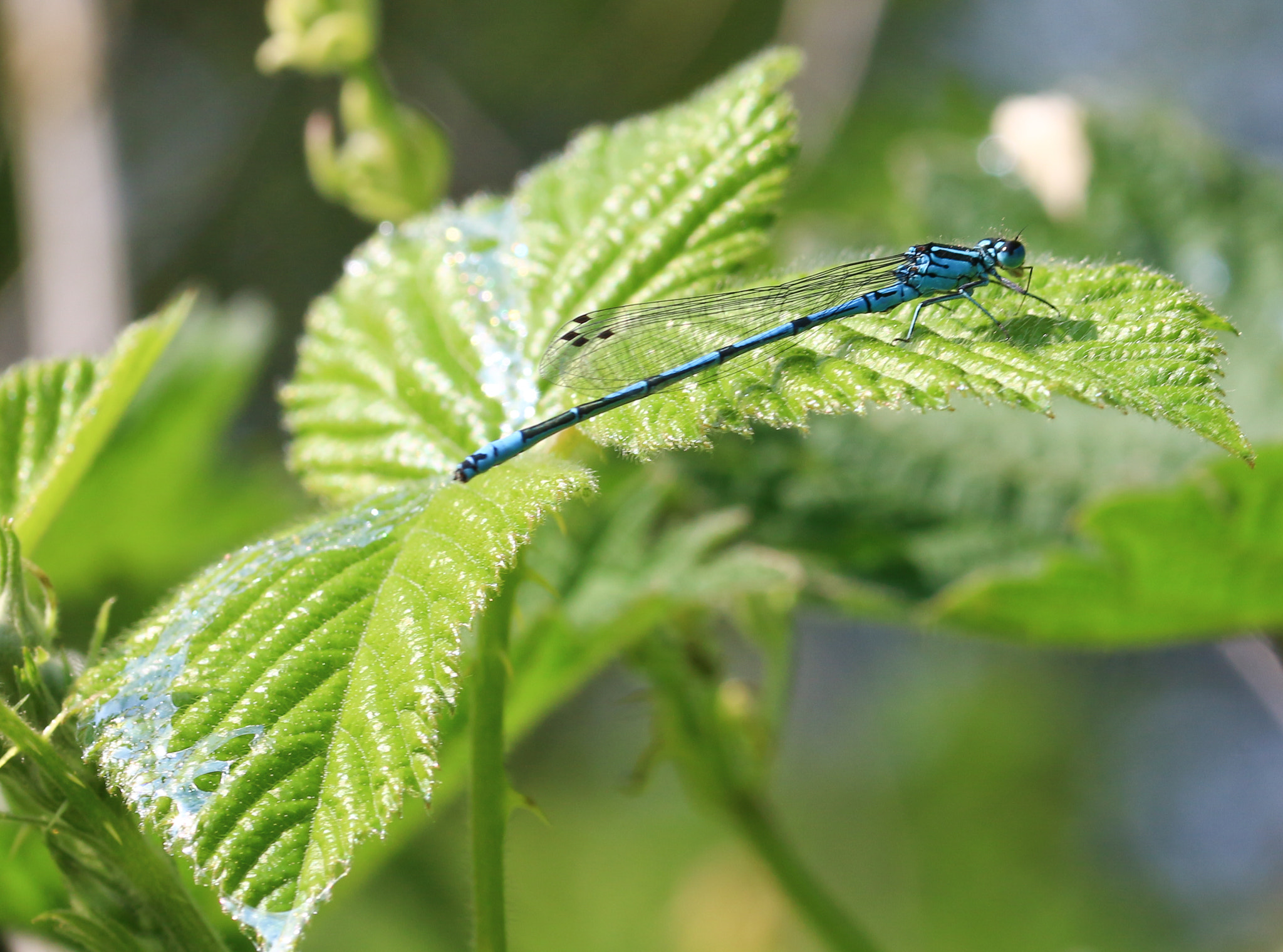 Sigma 105mm F2.8 EX DG OS HSM sample photo. Azure damselfly photography
