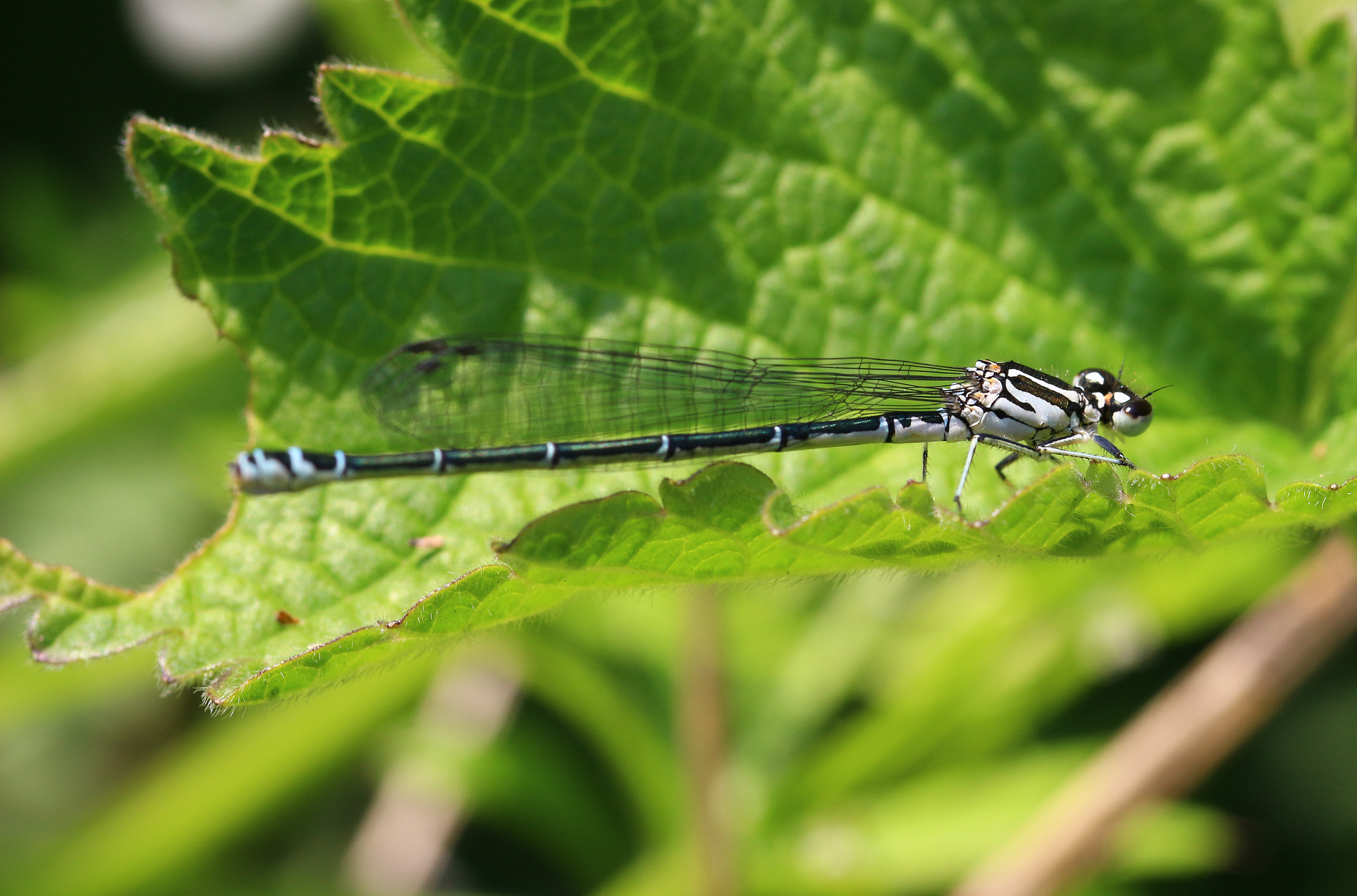 Sigma 105mm F2.8 EX DG OS HSM sample photo. Blue tailed damselfly photography