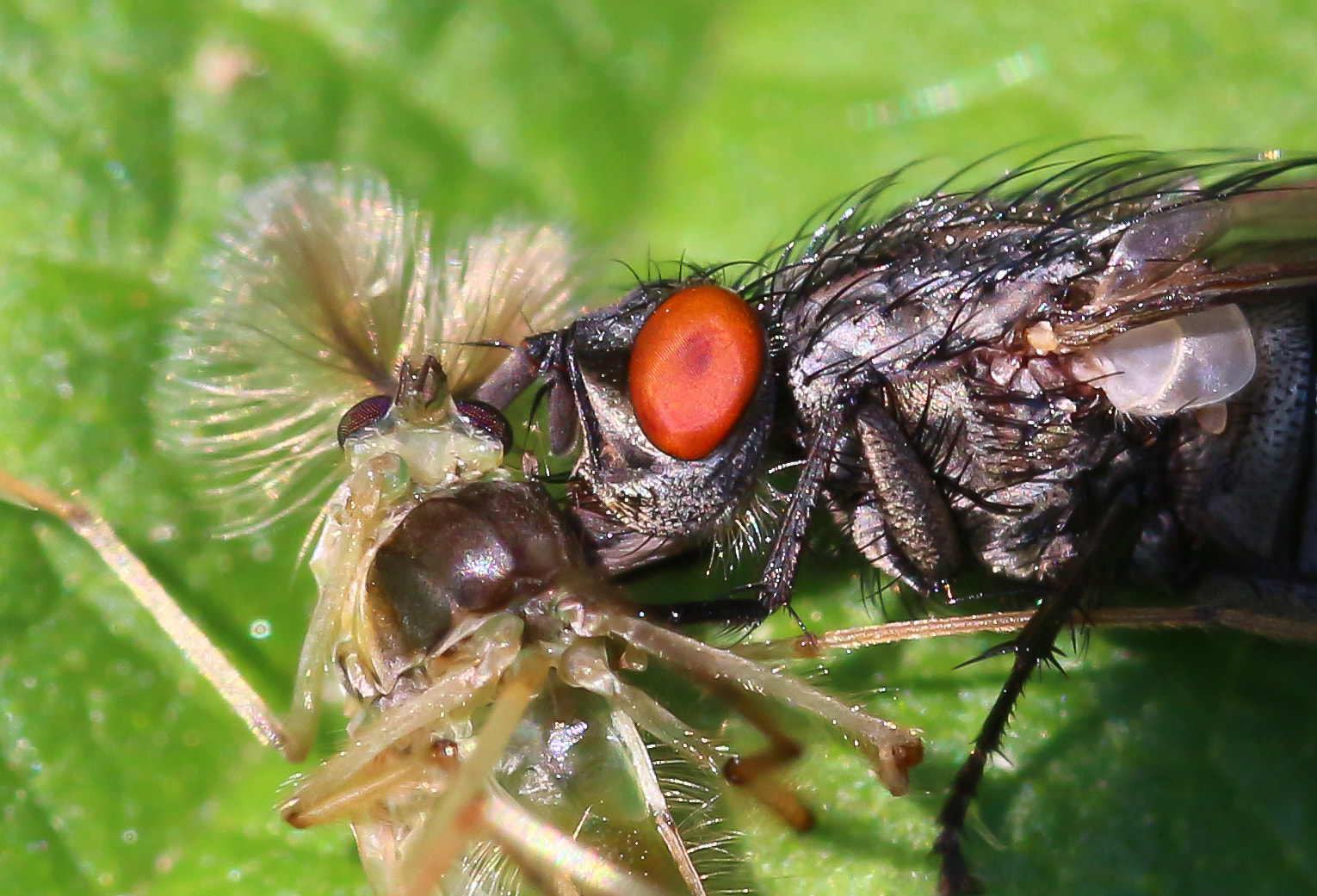 Sigma 105mm F2.8 EX DG OS HSM sample photo. Fleshfly photography