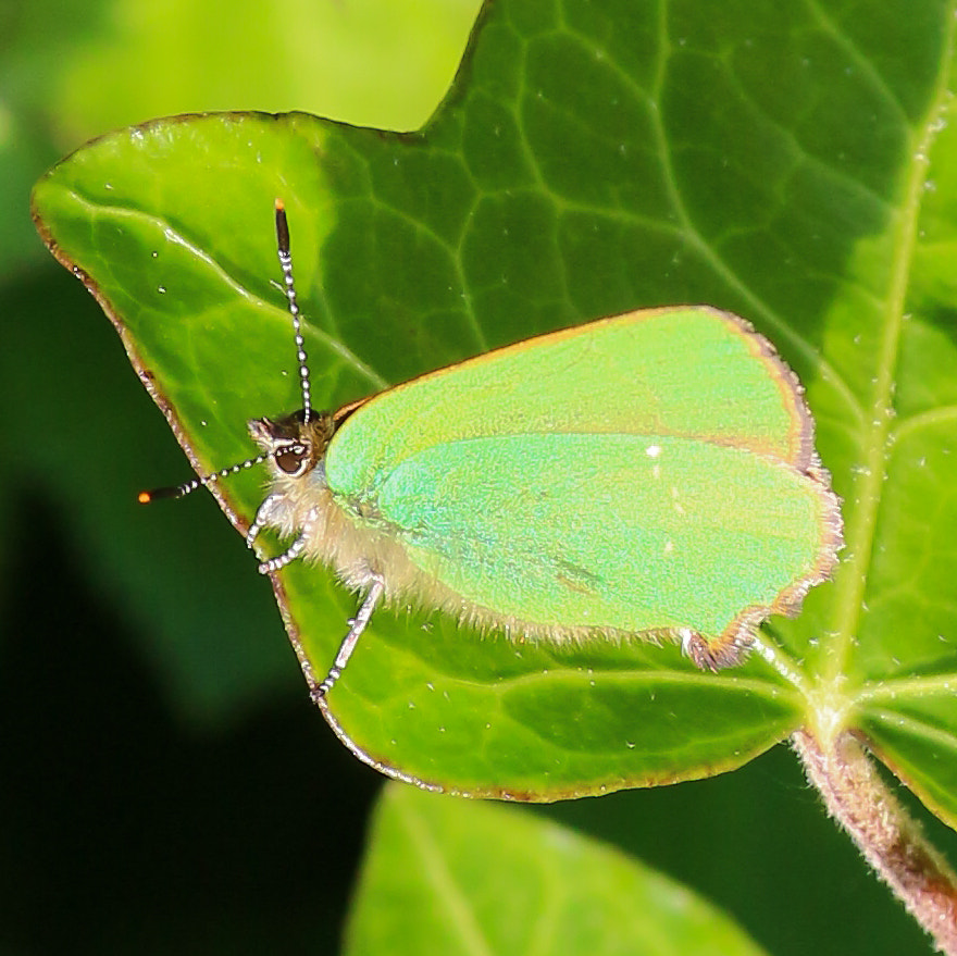 Sigma 105mm F2.8 EX DG OS HSM sample photo. Green hairstreak photography