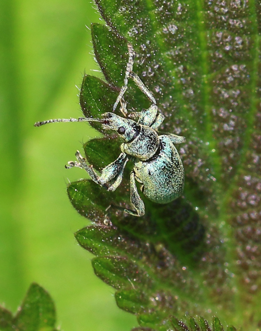 Sigma 105mm F2.8 EX DG OS HSM sample photo. Weevil photography