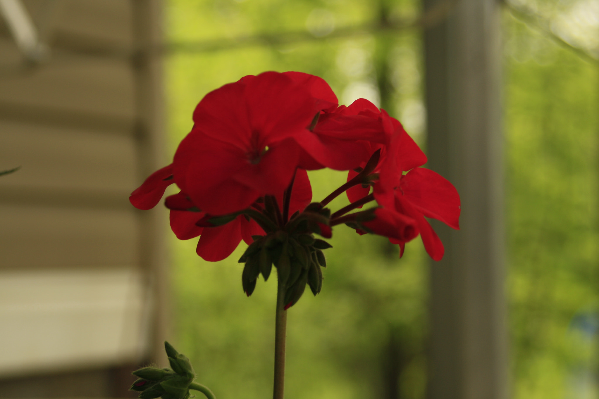 Canon EF 35-70mm f/3.5-4.5 sample photo. Pop of red... photography