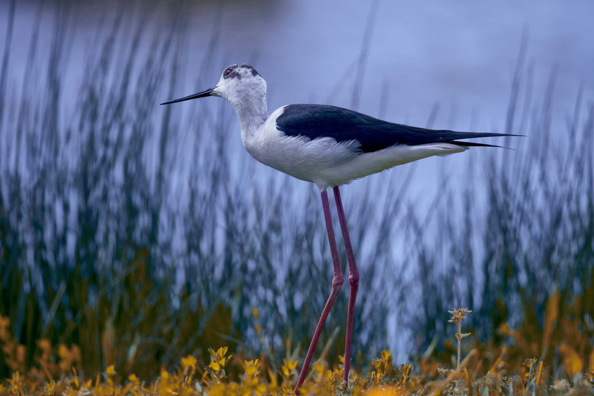 Sigma 150-600mm F5-6.3 DG OS HSM | C sample photo. Spring shoots. photography