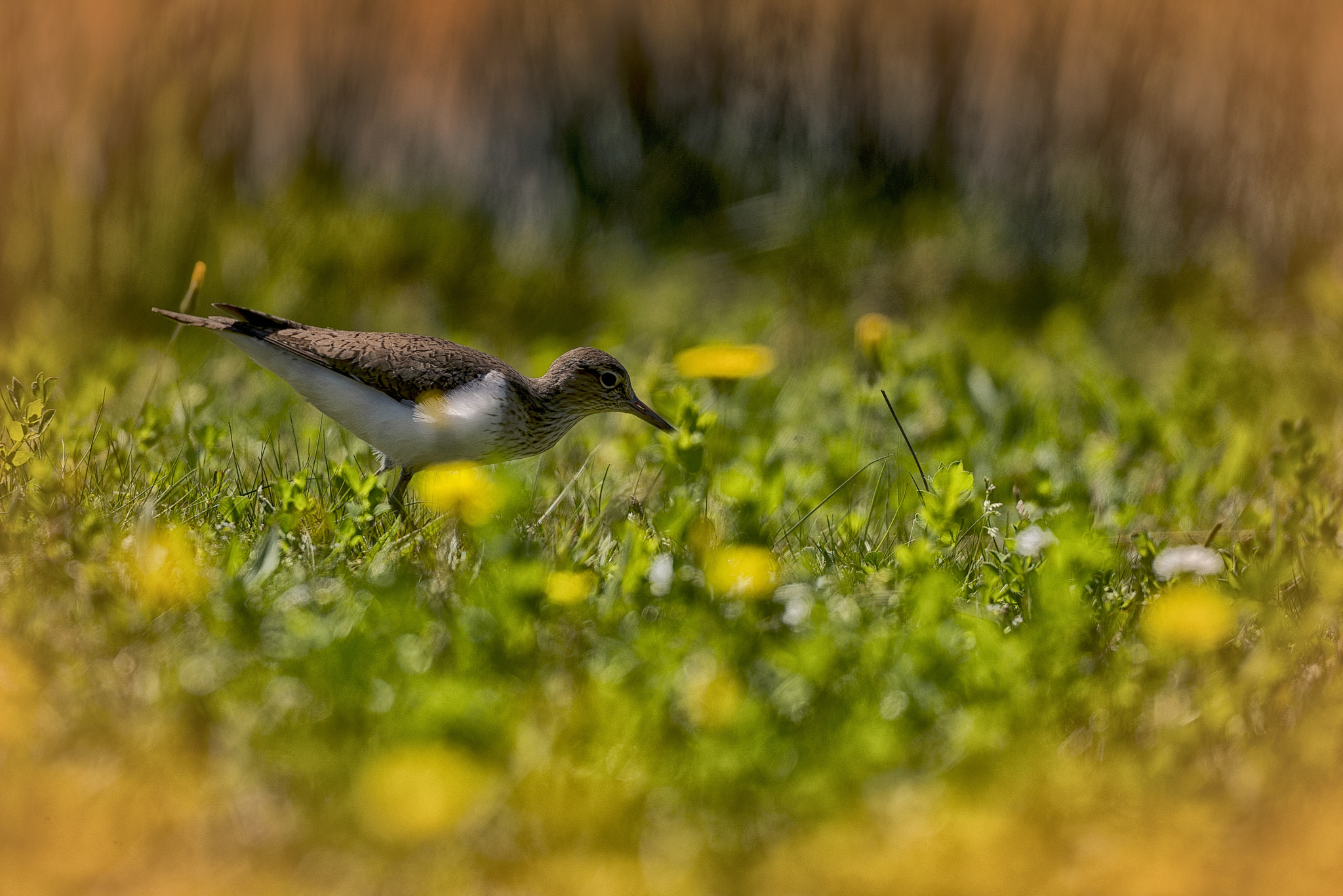 Sigma 150-600mm F5-6.3 DG OS HSM | C sample photo. Spring shoots. photography