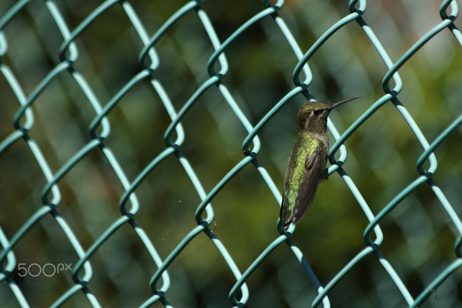 Canon EOS 700D (EOS Rebel T5i / EOS Kiss X7i) + Canon EF 70-300mm F4-5.6 IS USM sample photo. Hummer at rest on fence photography