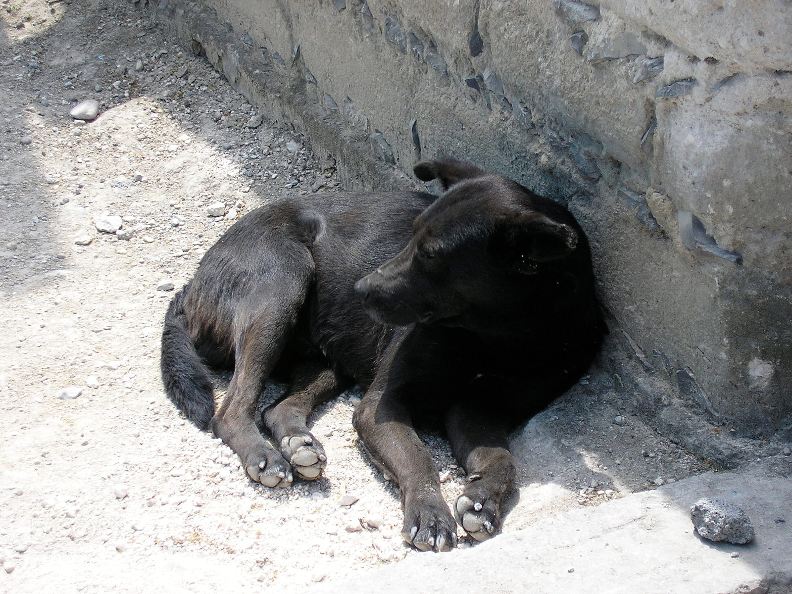 Olympus X100,D540Z,C310Z sample photo. Black dog laying down by wall photography