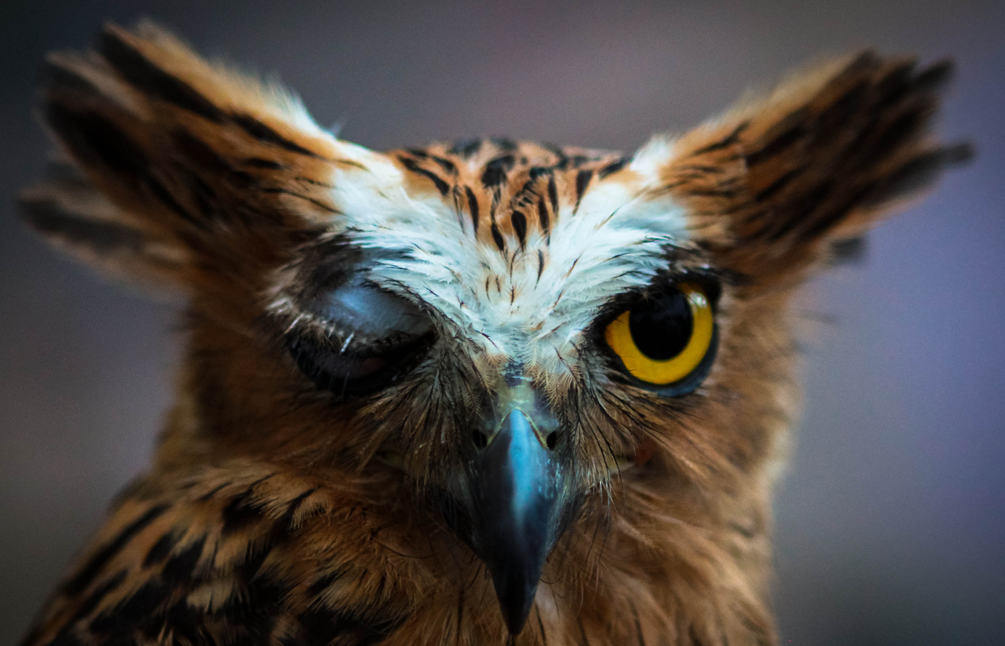 Canon EOS 600D (Rebel EOS T3i / EOS Kiss X5) + Canon EF 24-70mm F2.8L USM sample photo. Burung hantu photography