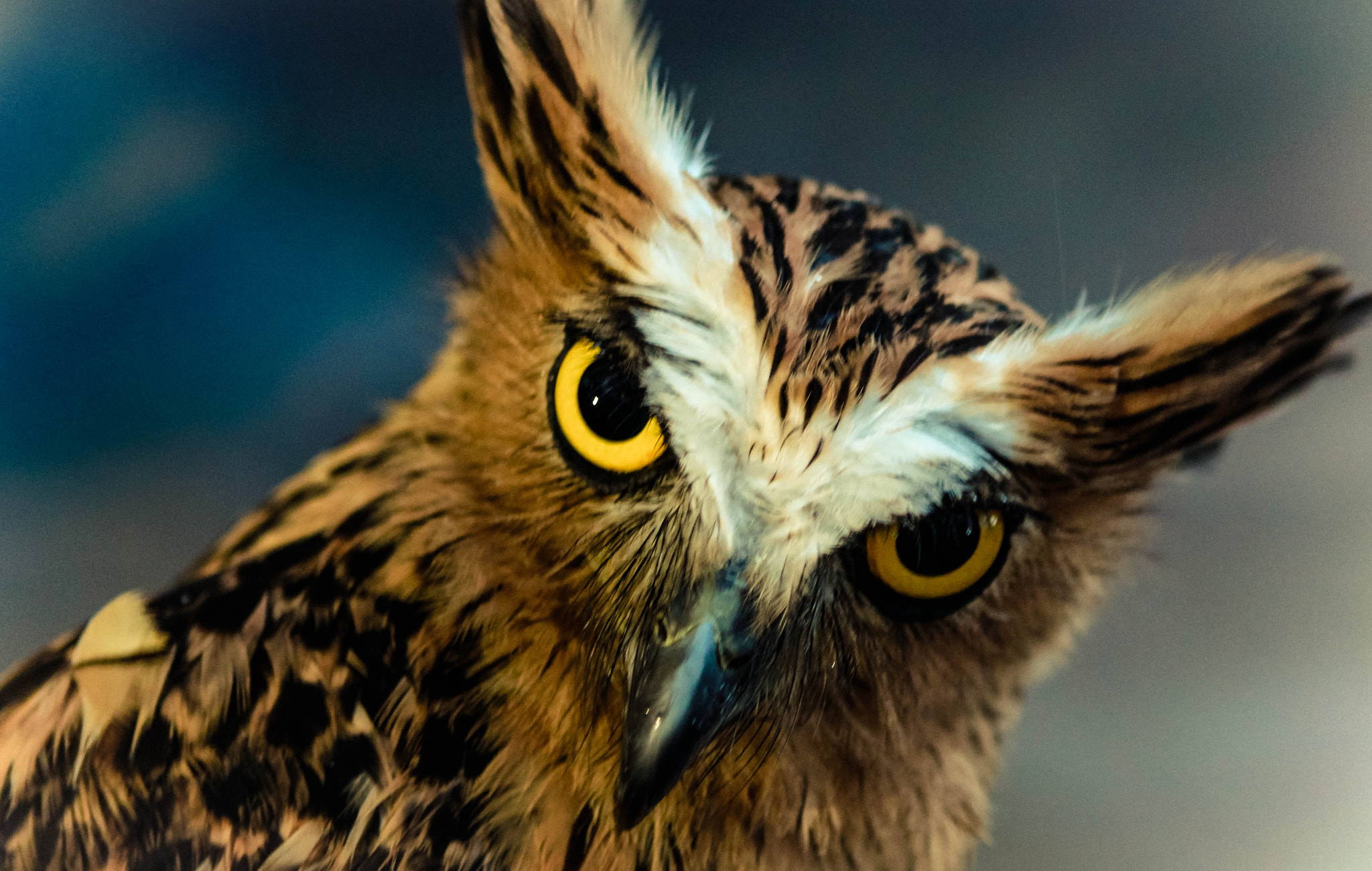 Canon EOS 600D (Rebel EOS T3i / EOS Kiss X5) + Canon EF 24-70mm F2.8L USM sample photo. Burung hantu photography
