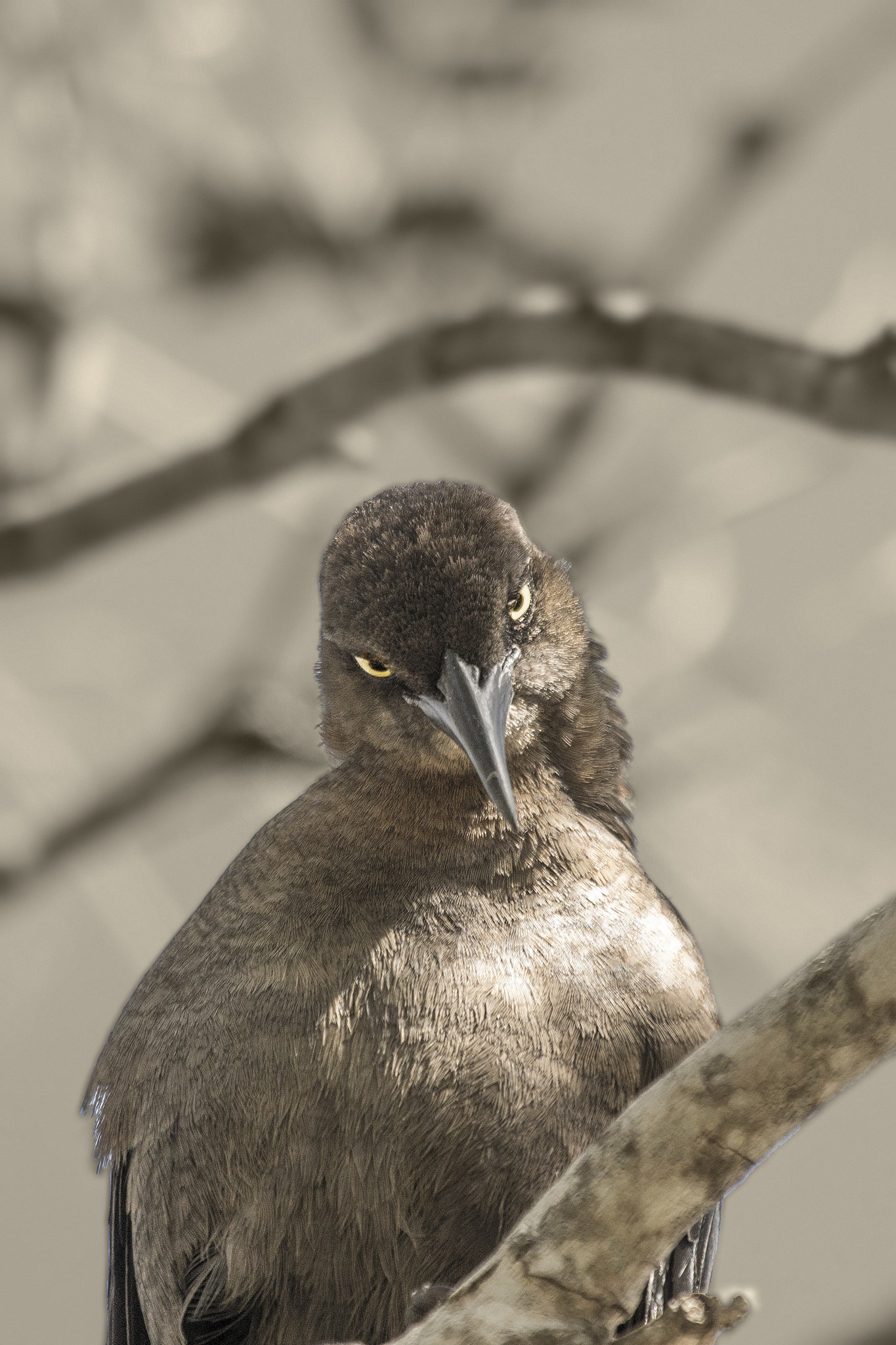 Canon EF 100-400mm F4.5-5.6L IS USM sample photo. Unapproving blackbird photography