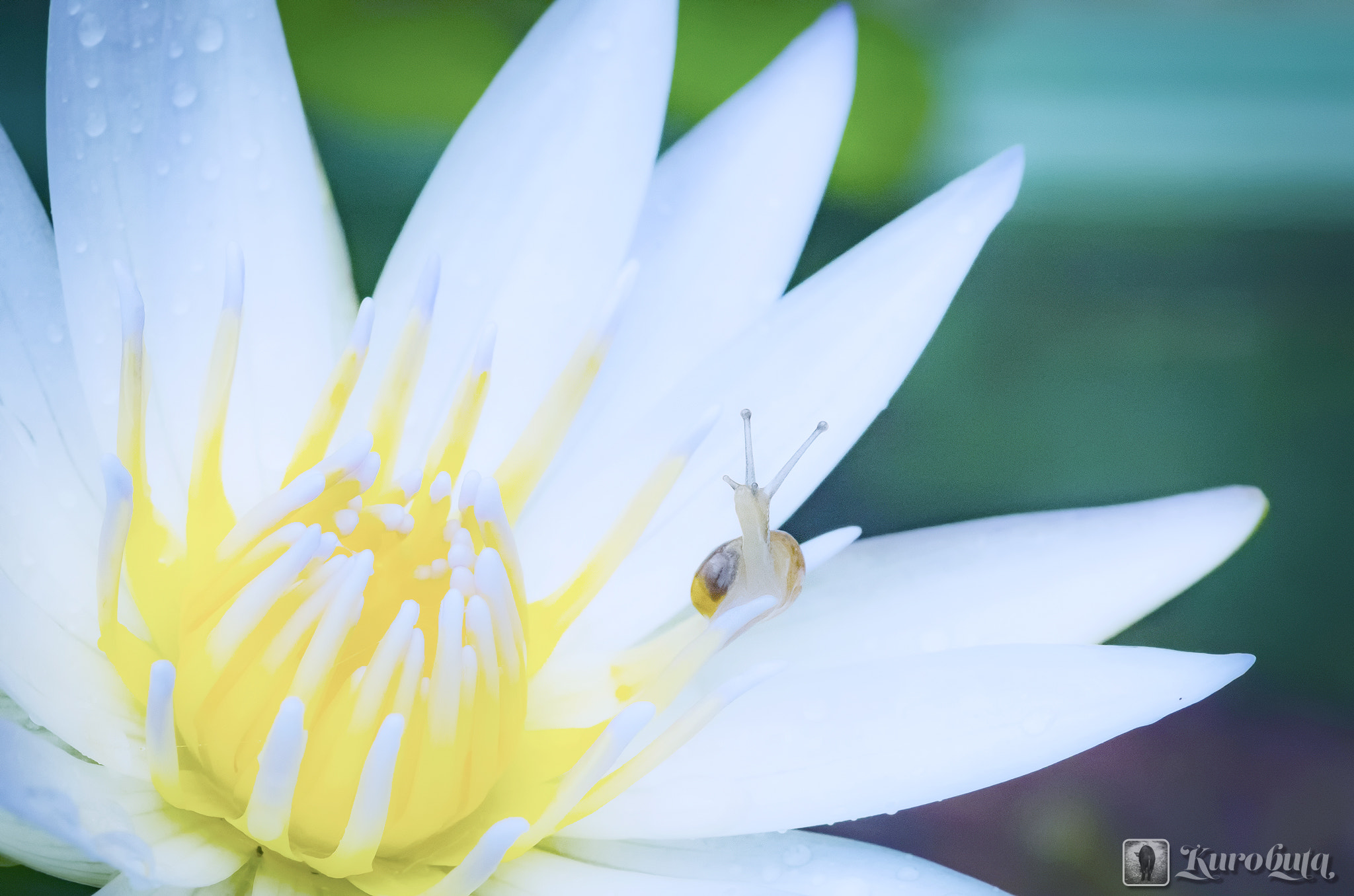 Pentax smc D-FA 100mm F2.8 Macro WR sample photo. Rainy day photography