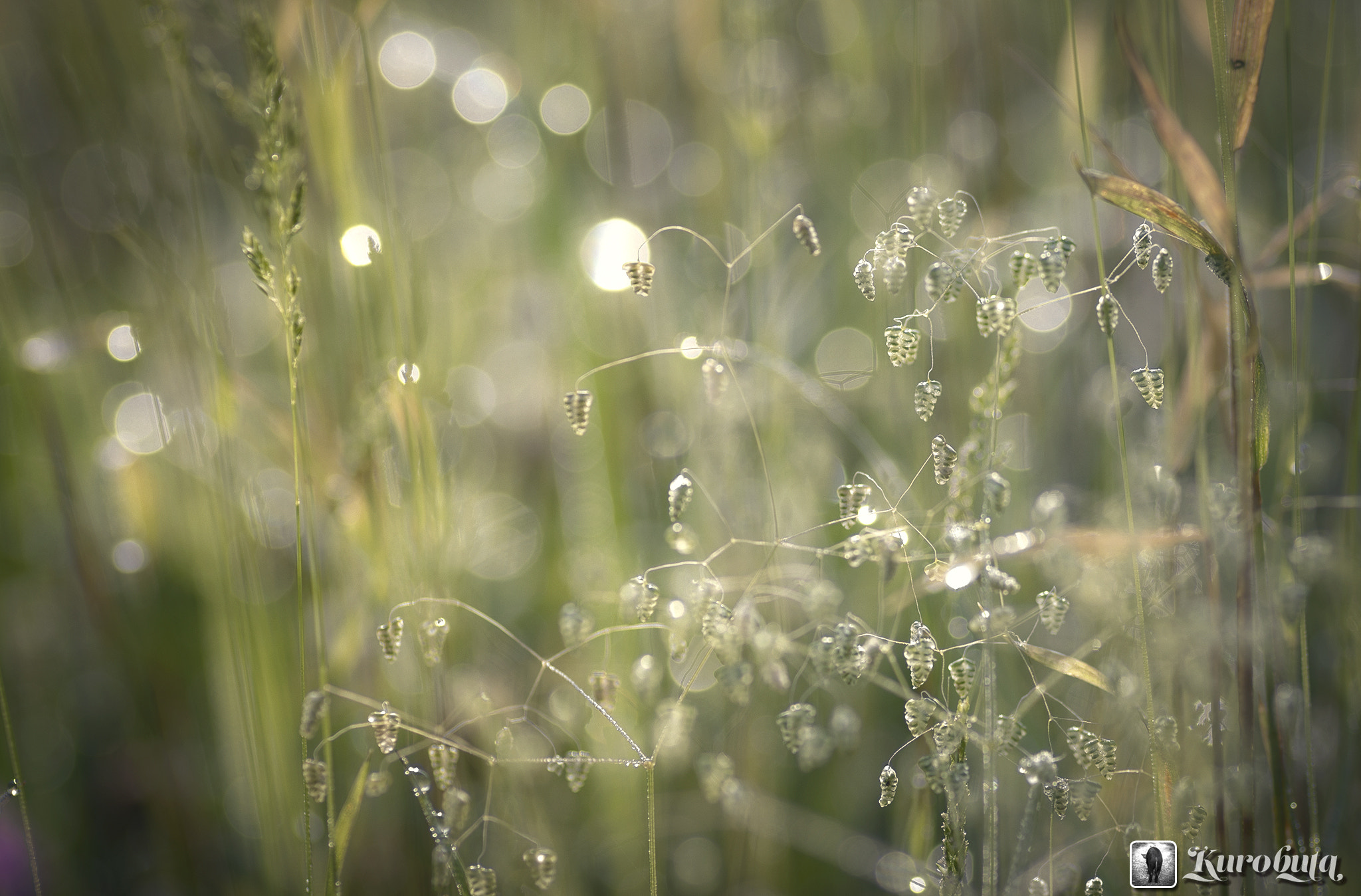 Pentax K-5 II + Pentax smc D-FA 100mm F2.8 Macro WR sample photo. It pretty wild grass. i do not even know the name. photography