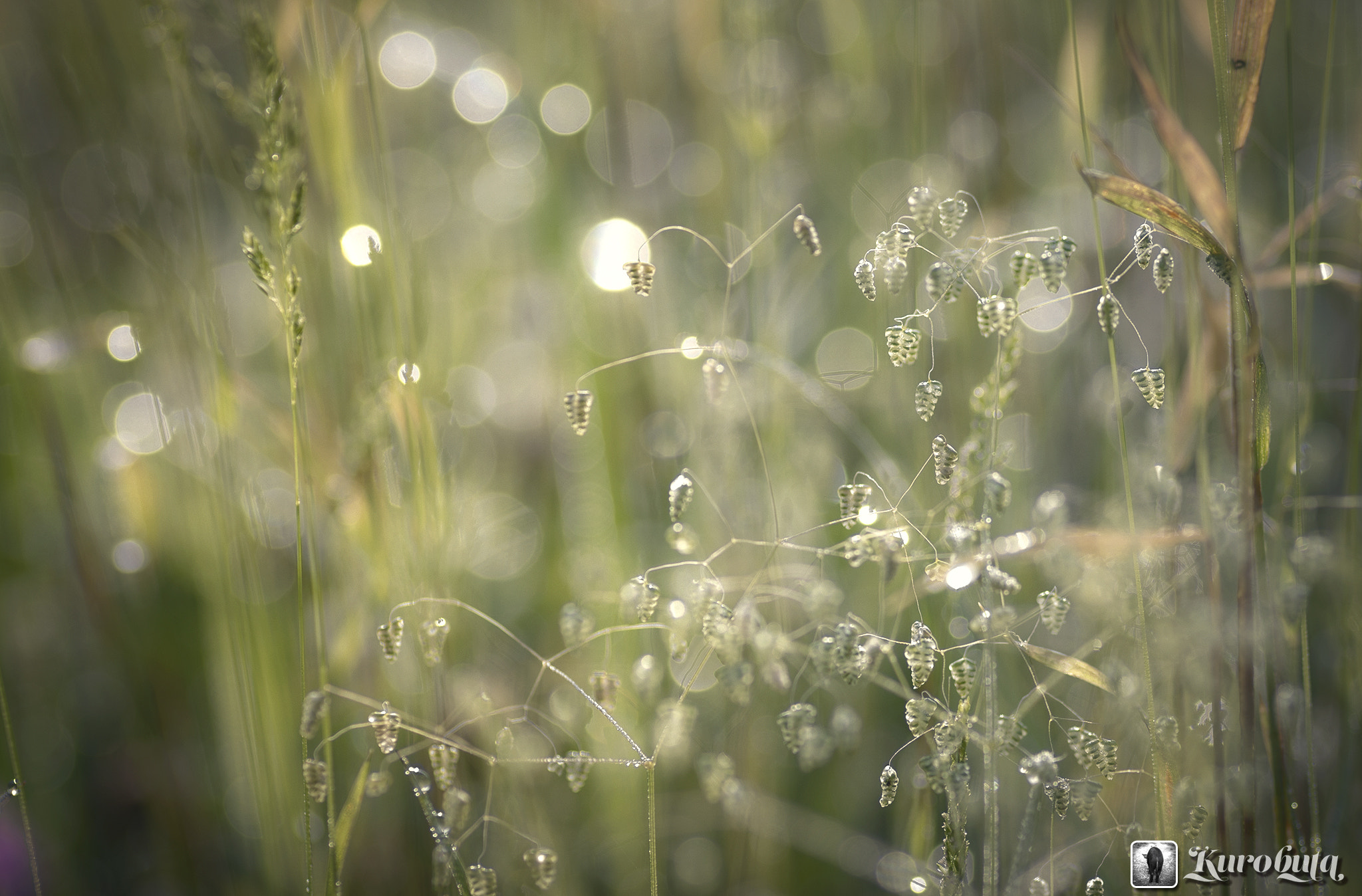 Pentax smc D-FA 100mm F2.8 Macro WR sample photo. It pretty wild grass. i do not even know the name. photography