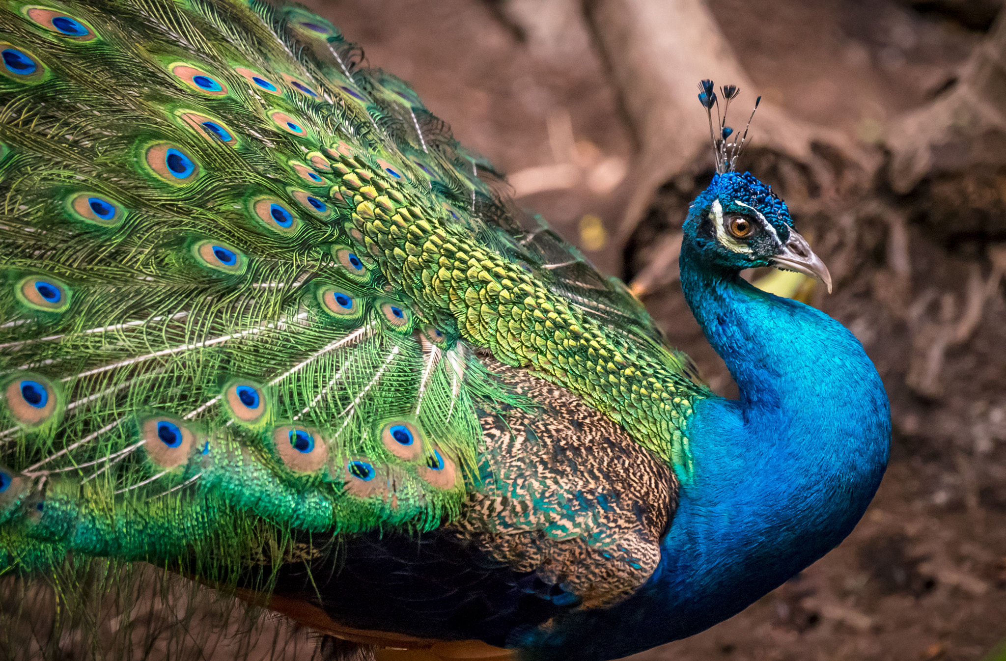 Sony E 18-200mm F3.5-6.3 OSS sample photo. Peacock profile photography