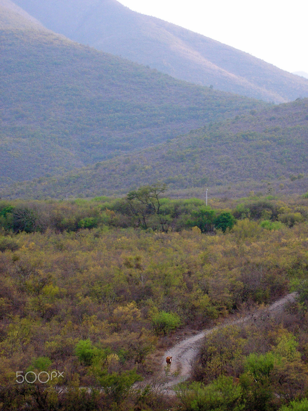 Olympus X100,D540Z,C310Z sample photo. Horse on rural road in mexico in mountains photography