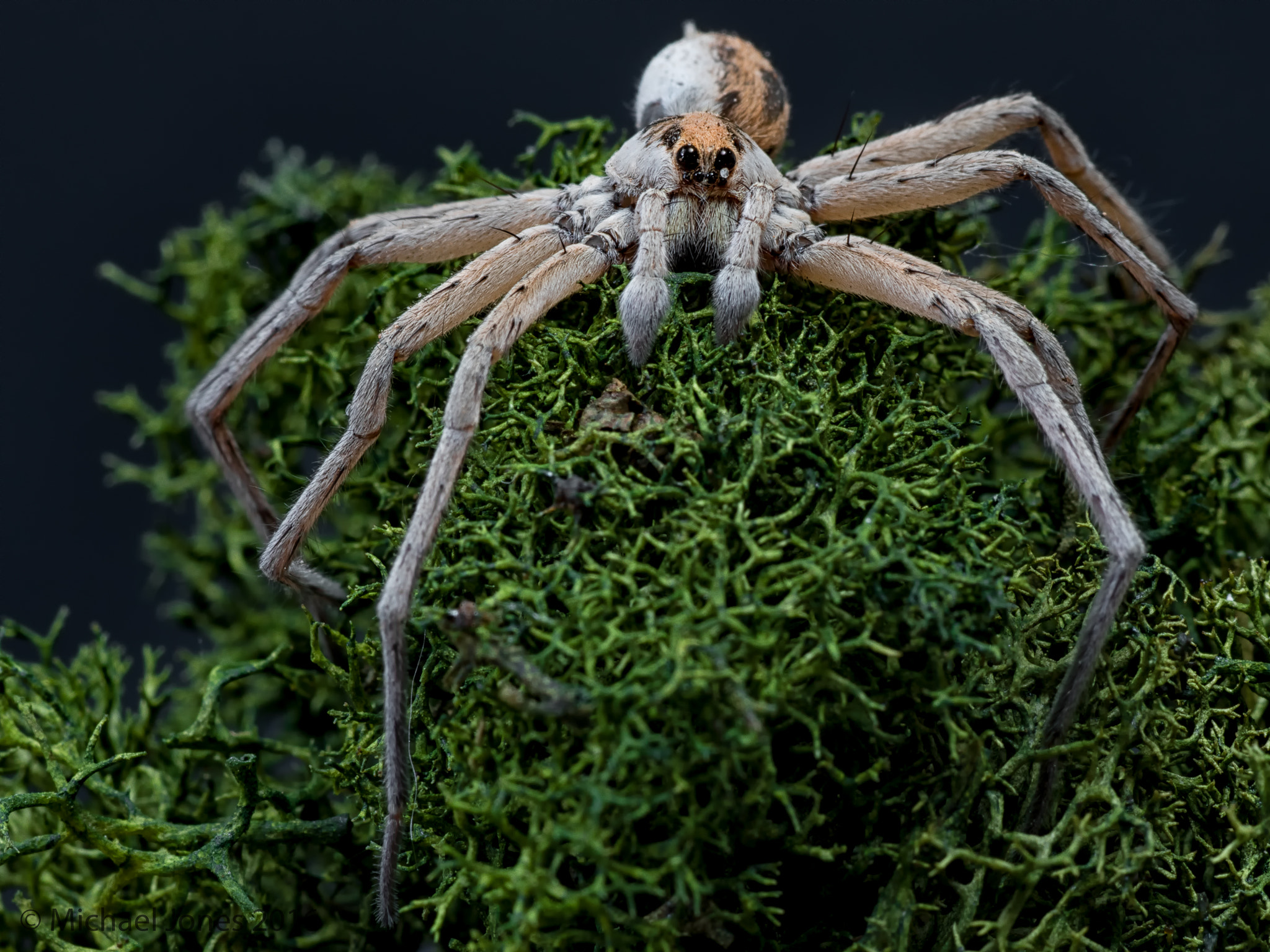 Tamron SP AF 90mm F2.8 Di Macro sample photo. Spider photography