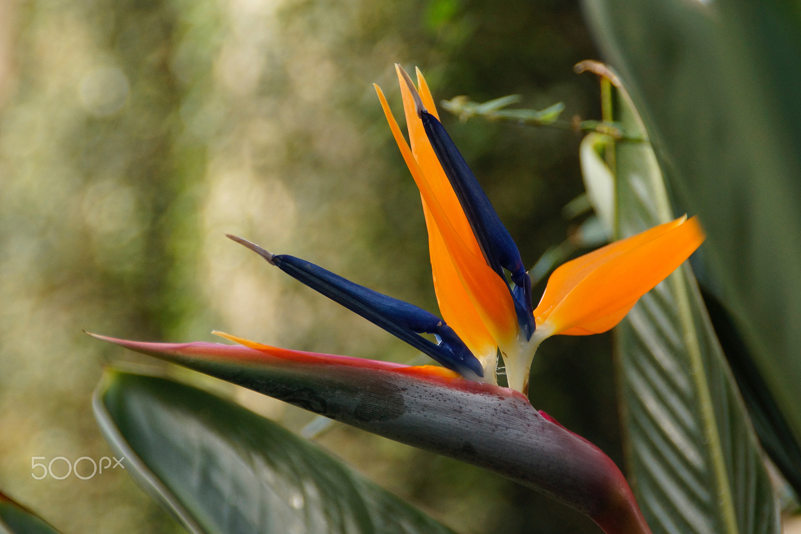 Sony SLT-A77 sample photo. Bird-of-paradise plant photography