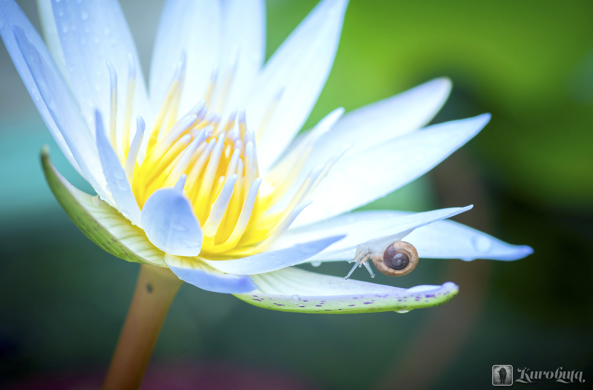 Pentax smc D-FA 100mm F2.8 Macro WR sample photo. Adventure on a rainy day photography