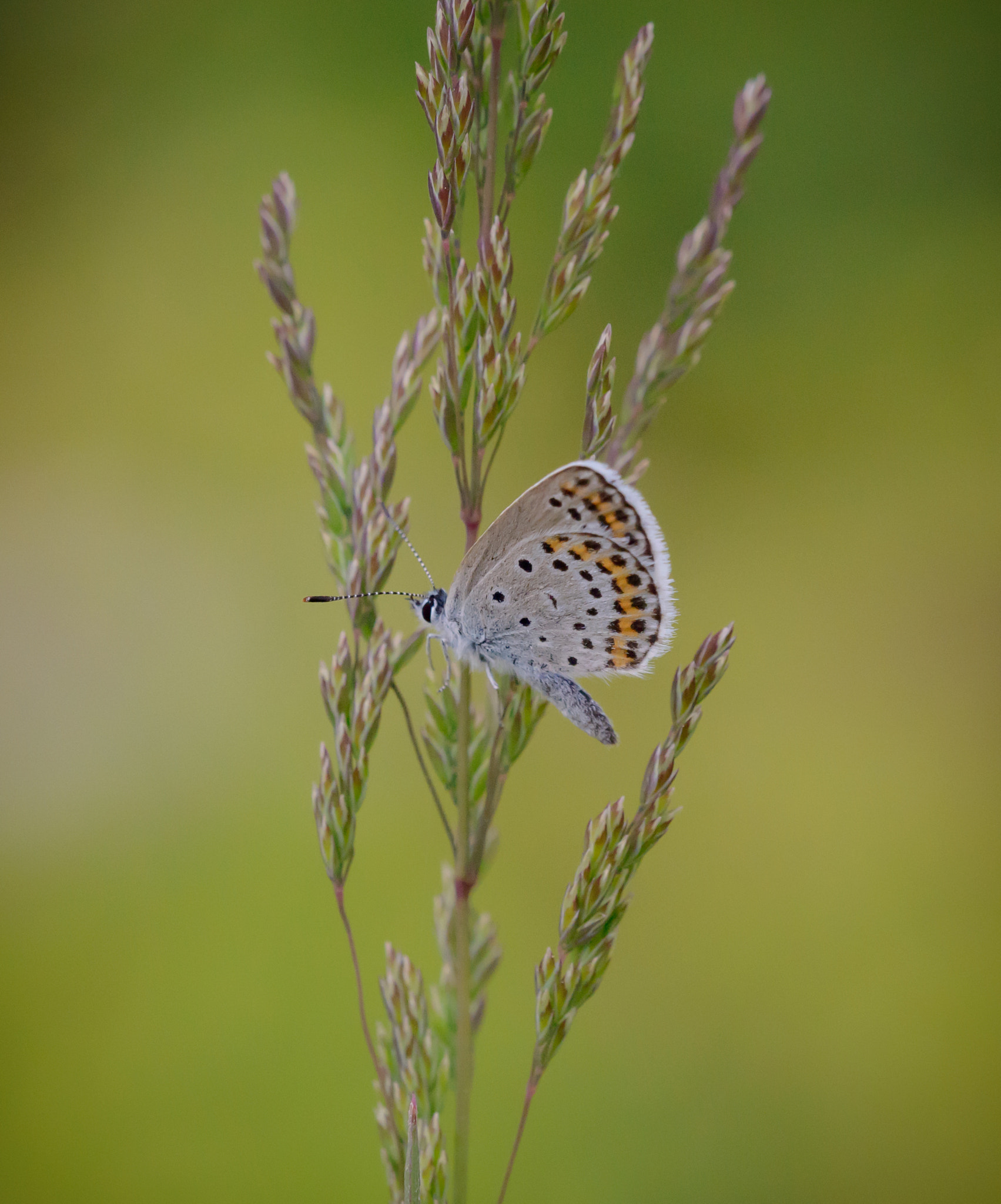 Sigma 150mm F2.8 EX DG Macro HSM sample photo. Small butterfly photography