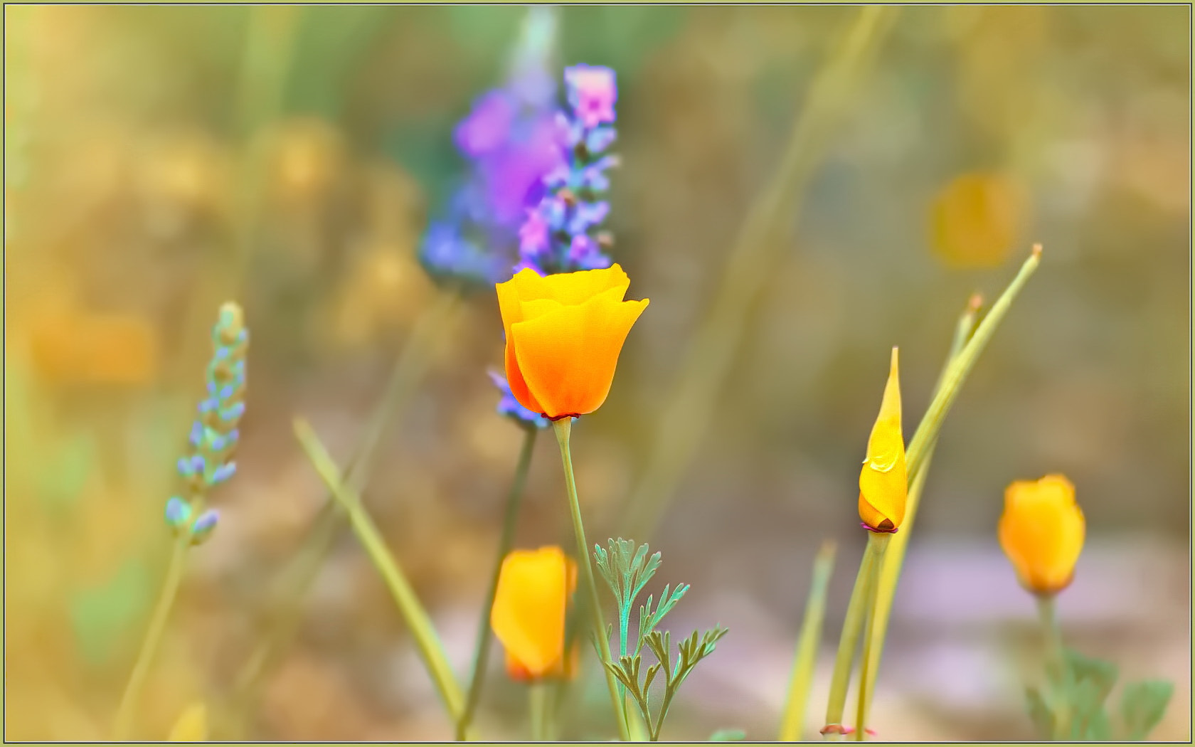 Sigma 70-300mm F4-5.6 APO Macro Super II sample photo. Little bunch photography