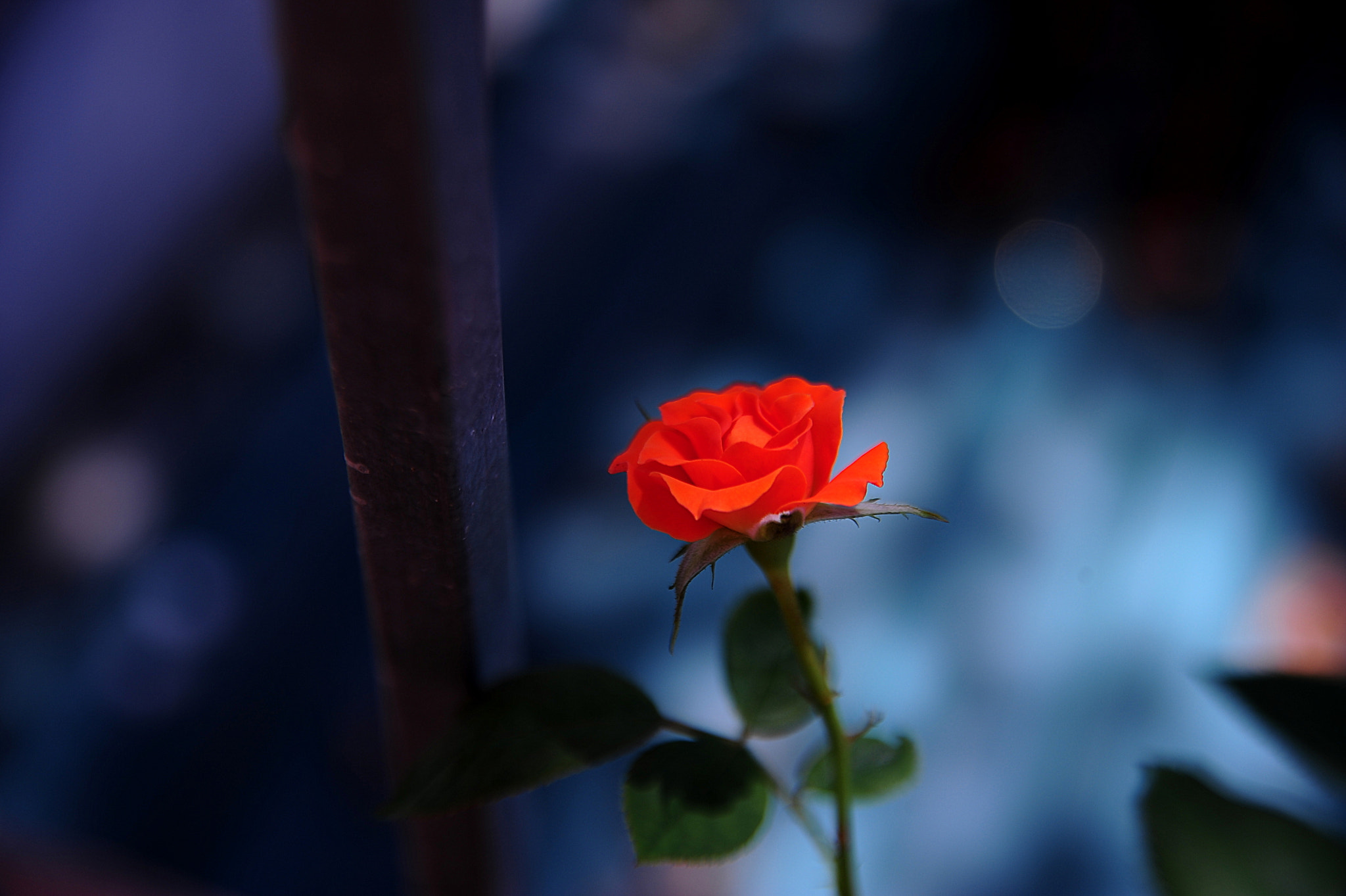 Nikon AF Nikkor 24-85mm F2.8-4D IF sample photo. Lovely rose photography
