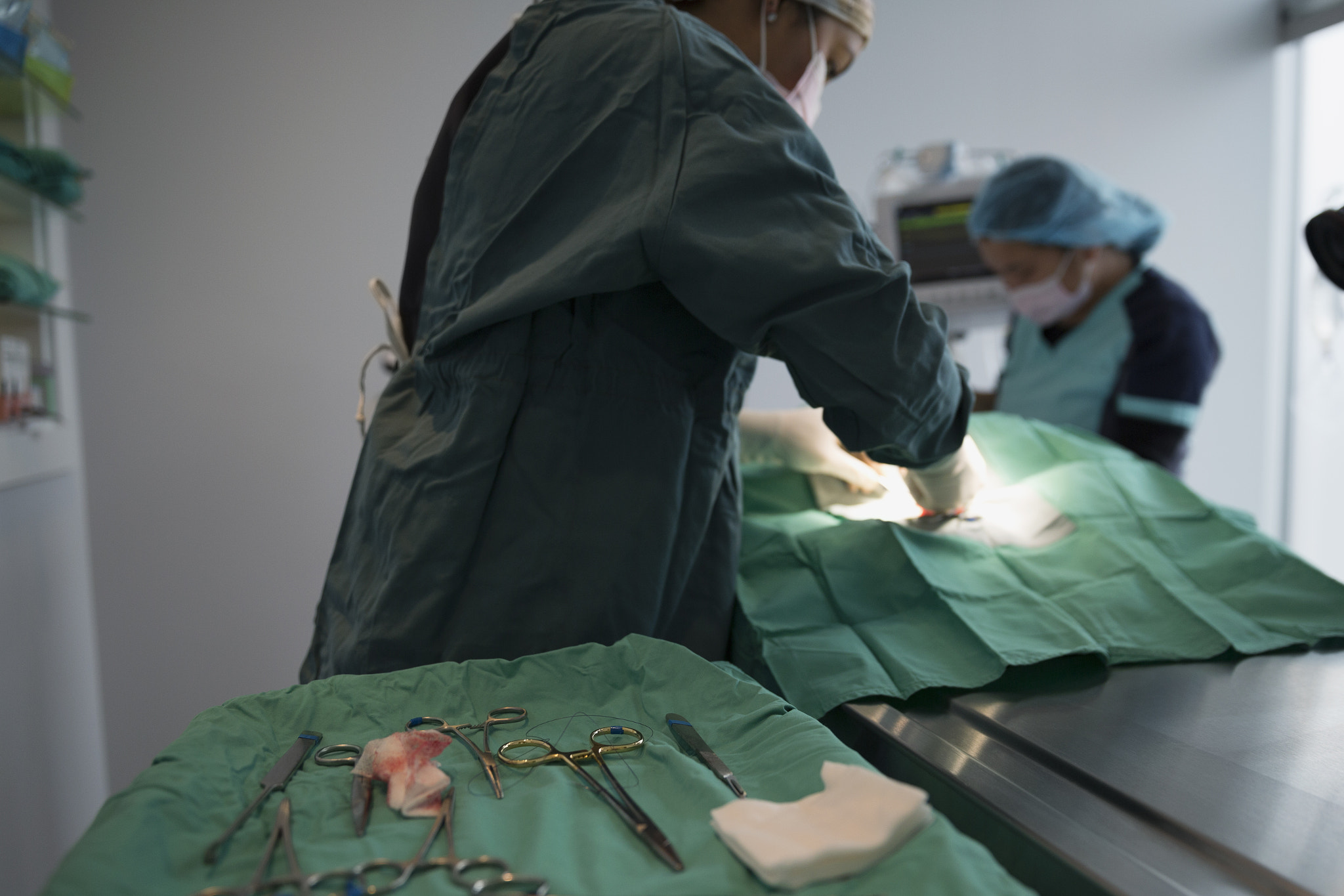 Surgical scissors and gauze behind veterinarian performing surgery
