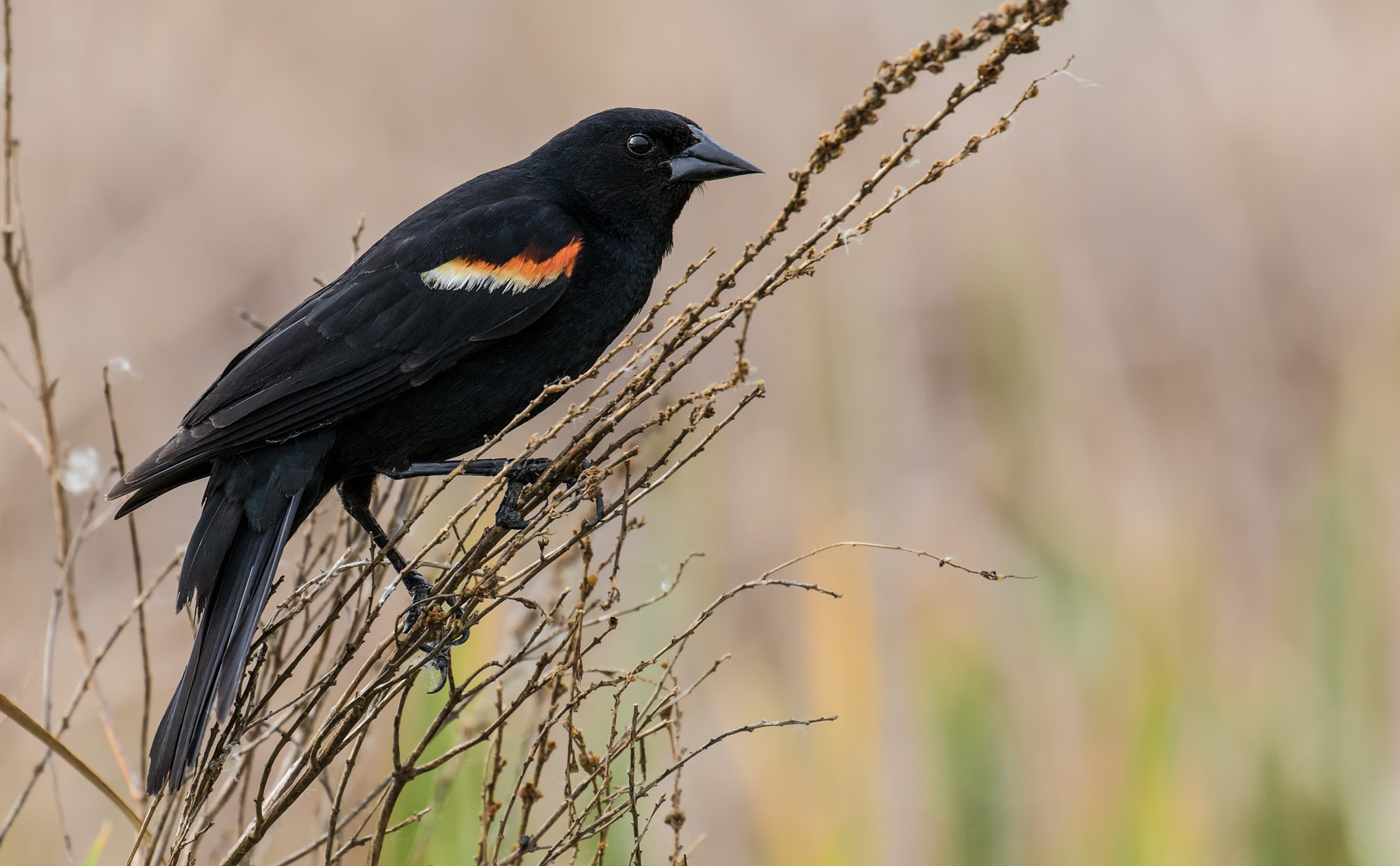 Canon EOS 7D Mark II + Canon EF 100-400mm F4.5-5.6L IS II USM sample photo. Red-winged blackbird photography