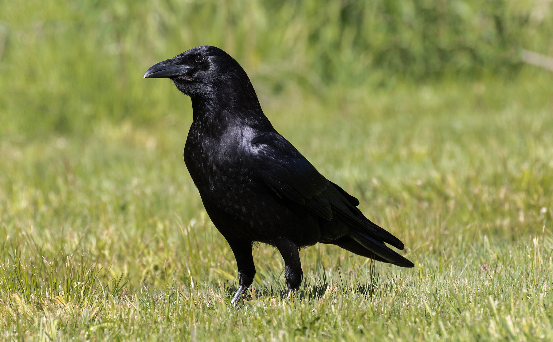Canon EF 100-400mm F4.5-5.6L IS II USM sample photo. American crow photography