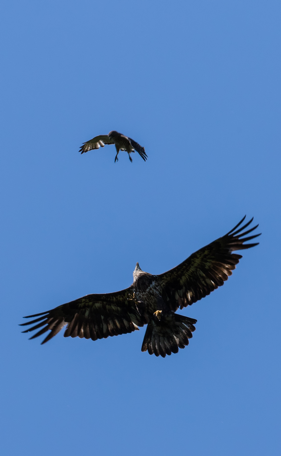 Canon EOS 7D Mark II + Canon EF 100-400mm F4.5-5.6L IS II USM sample photo. Bald eagle and broad-winged hawk photography