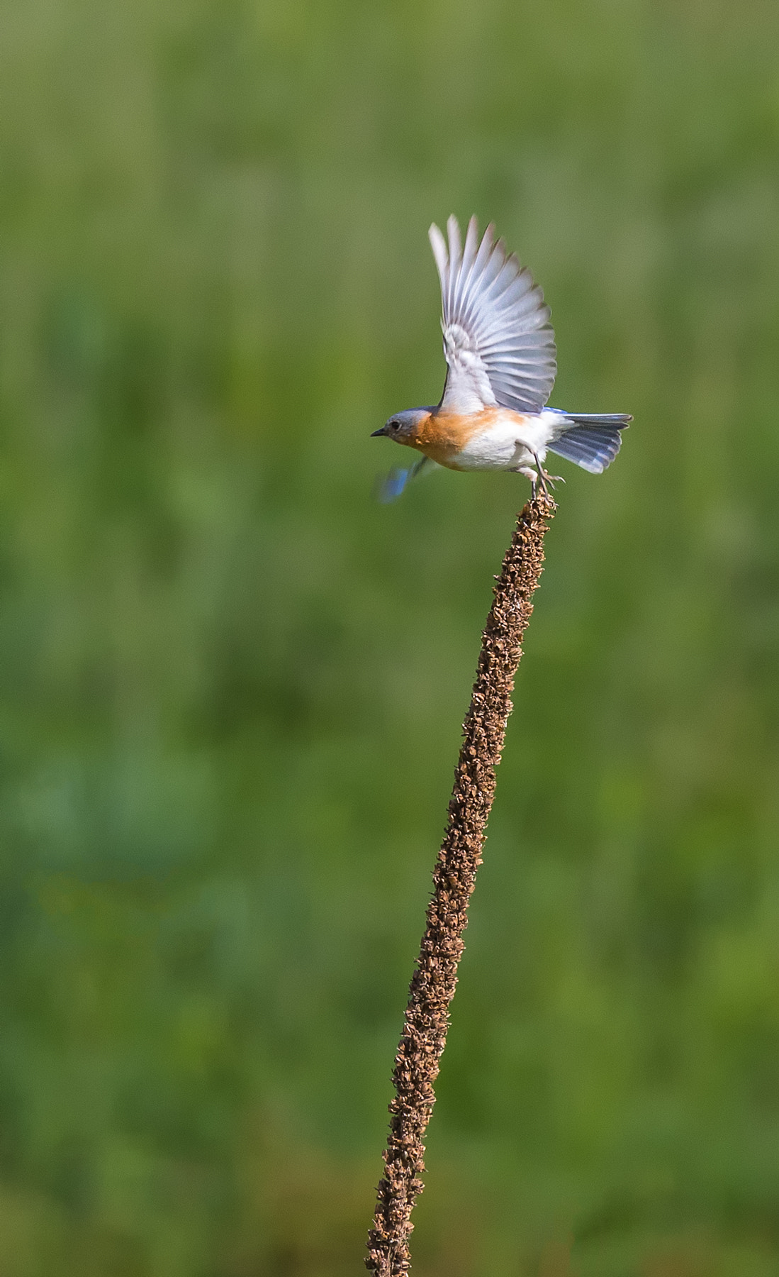 Canon EF 100-400mm F4.5-5.6L IS II USM sample photo. Eastern bluebird photography
