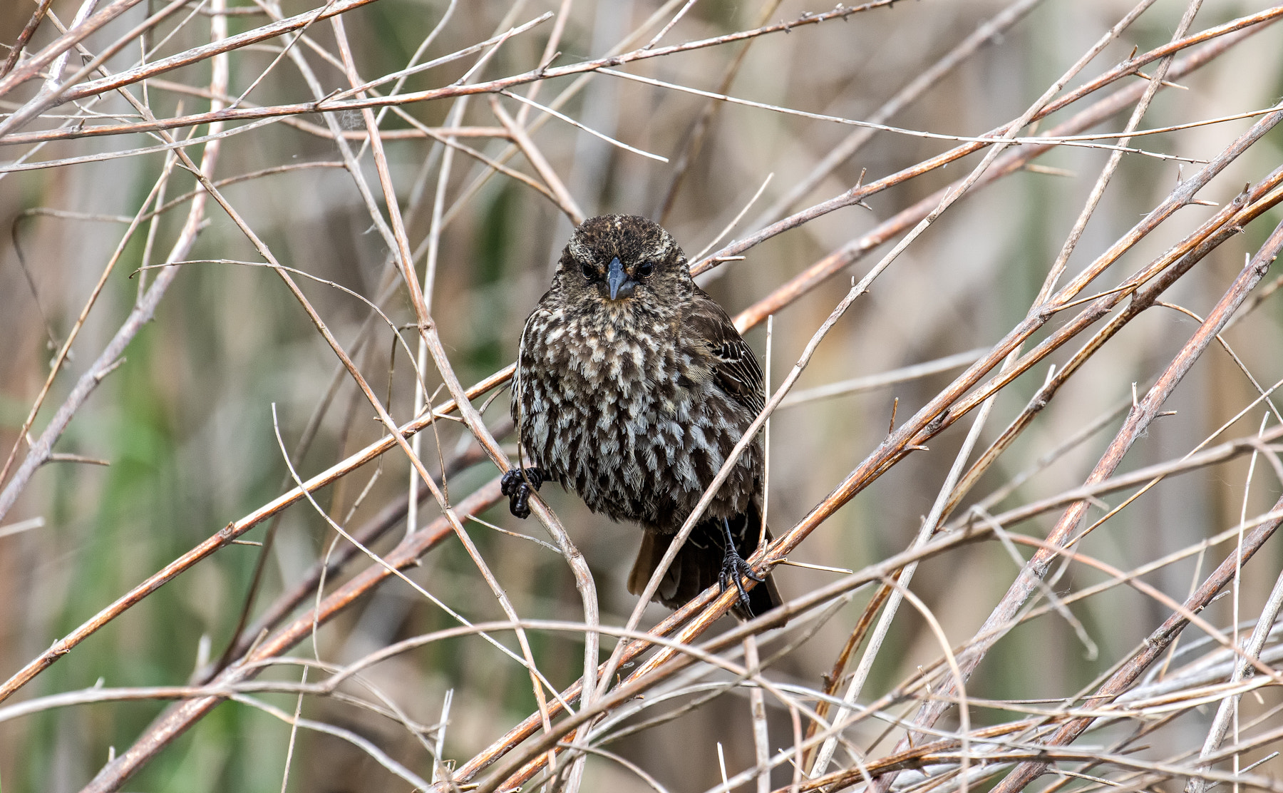 Canon EF 100-400mm F4.5-5.6L IS II USM sample photo. Red-winged blackbird photography