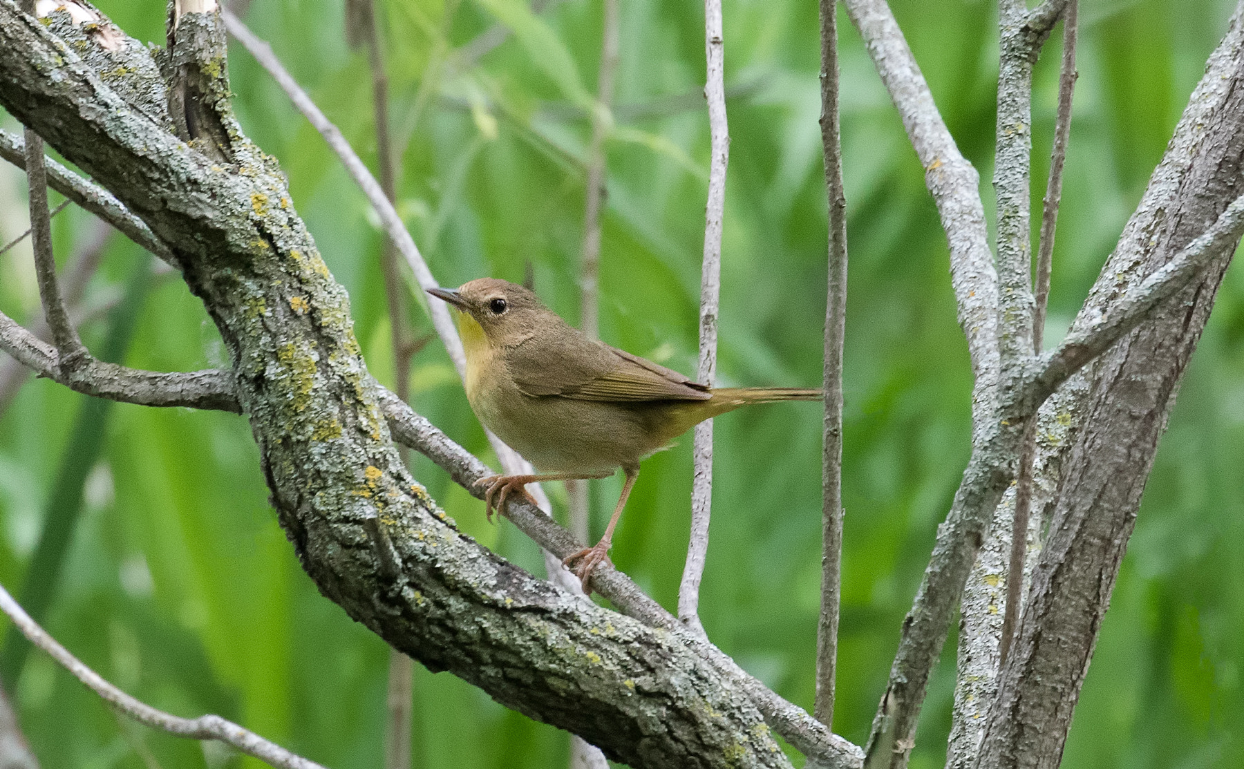 Canon EOS 7D Mark II + Canon EF 100-400mm F4.5-5.6L IS II USM sample photo. Common yellowthroat photography