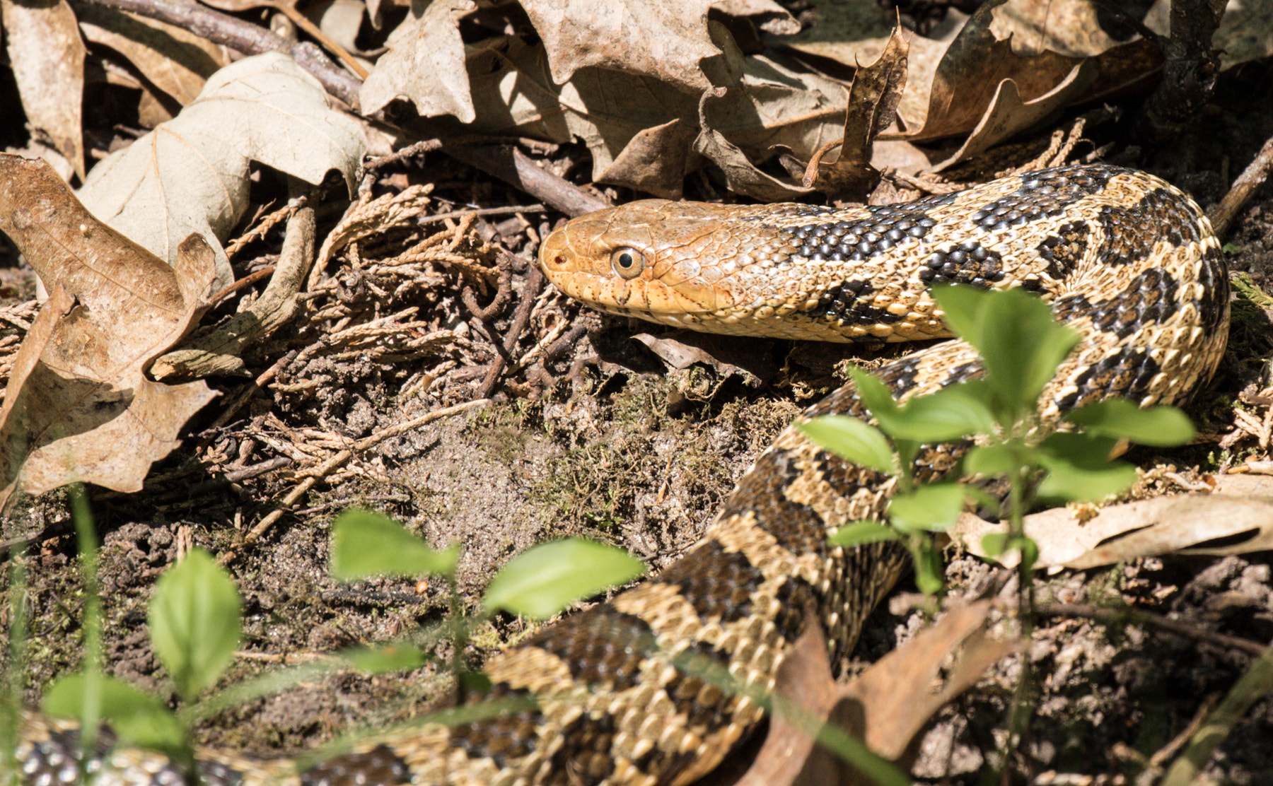 Canon EOS 7D Mark II + Canon EF 100-400mm F4.5-5.6L IS II USM sample photo. Western foxsnake photography