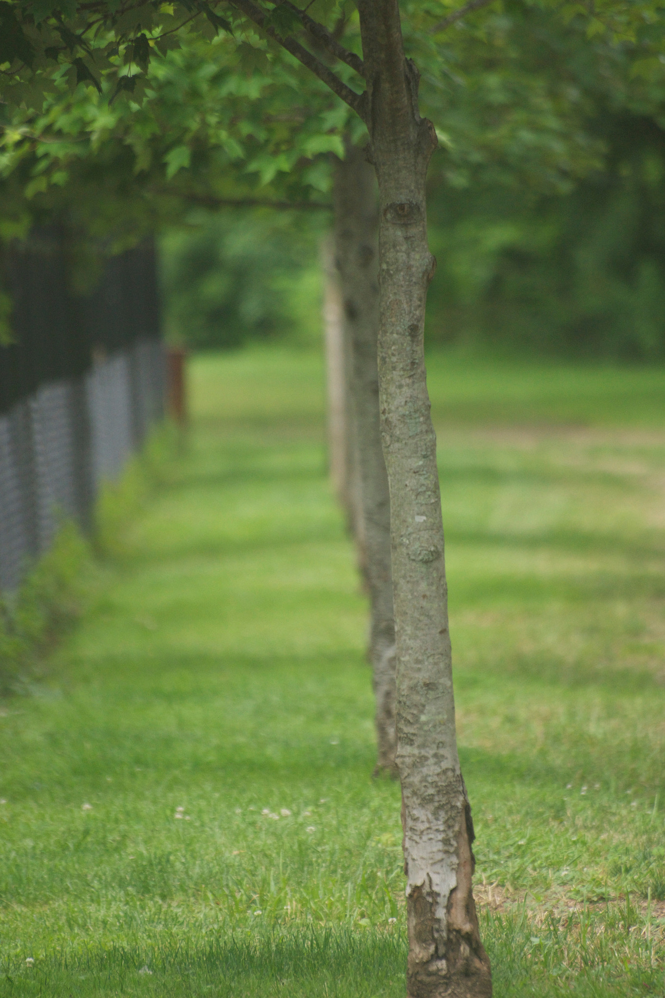 Sony 75-300mm F4.5-5.6 sample photo