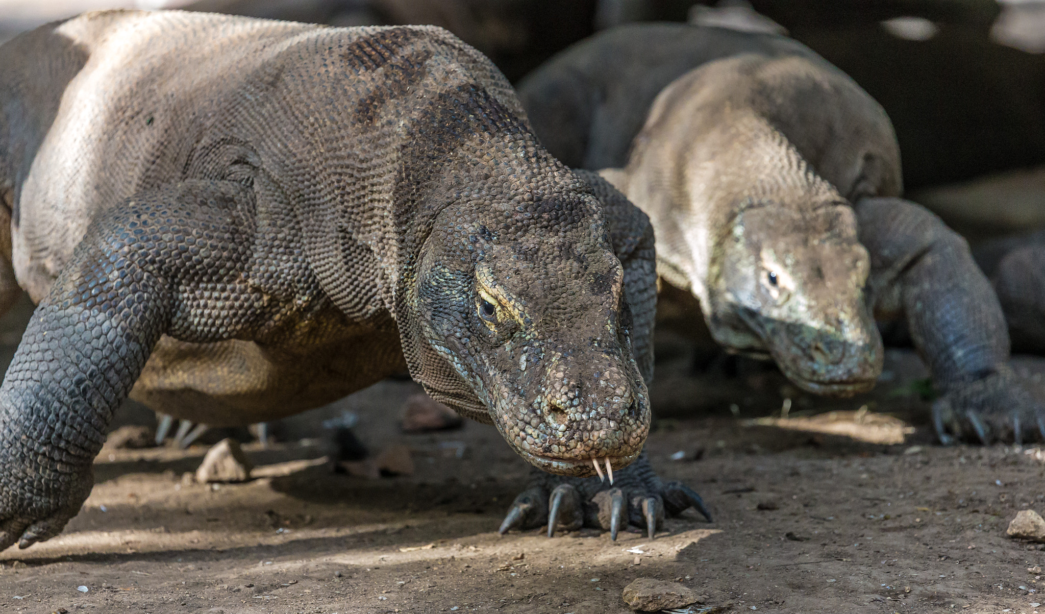 Canon EF 100-400mm F4.5-5.6L IS II USM sample photo. Komodo dragons photography