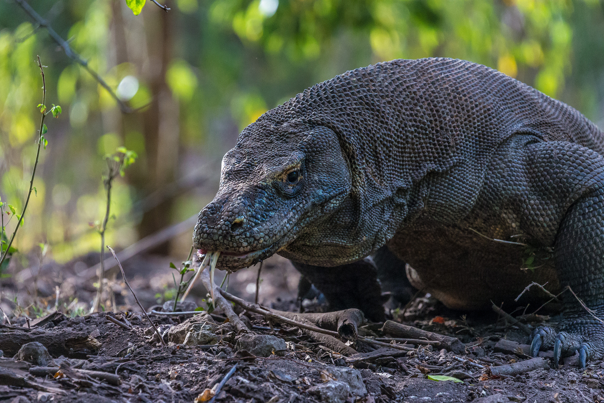 Canon EF 100-400mm F4.5-5.6L IS II USM sample photo. Komodo dragon photography