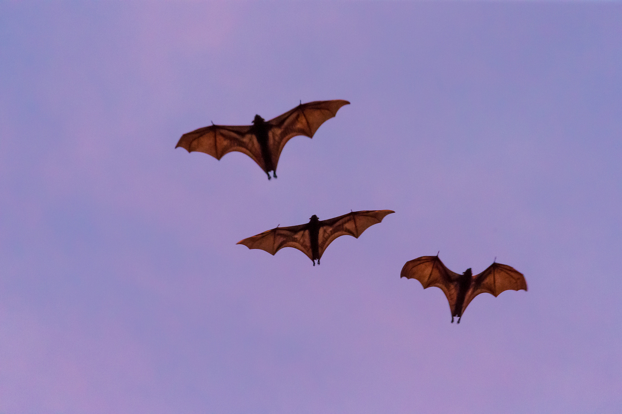 Canon EF 100-400mm F4.5-5.6L IS II USM sample photo. Flying foxes in the sunset photography