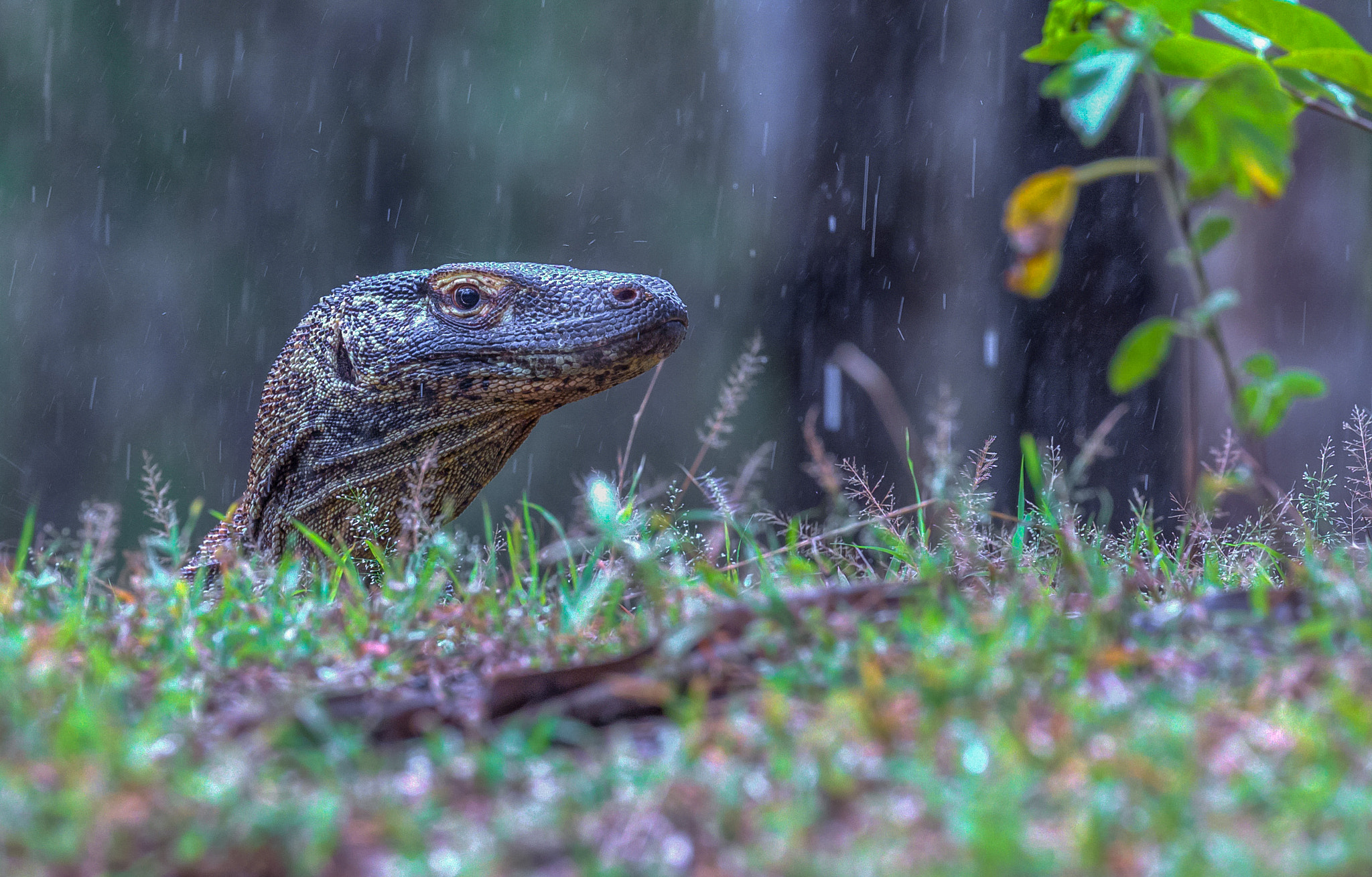 Canon EOS-1D X + Canon EF 100-400mm F4.5-5.6L IS II USM sample photo. Young komodo dragon photography