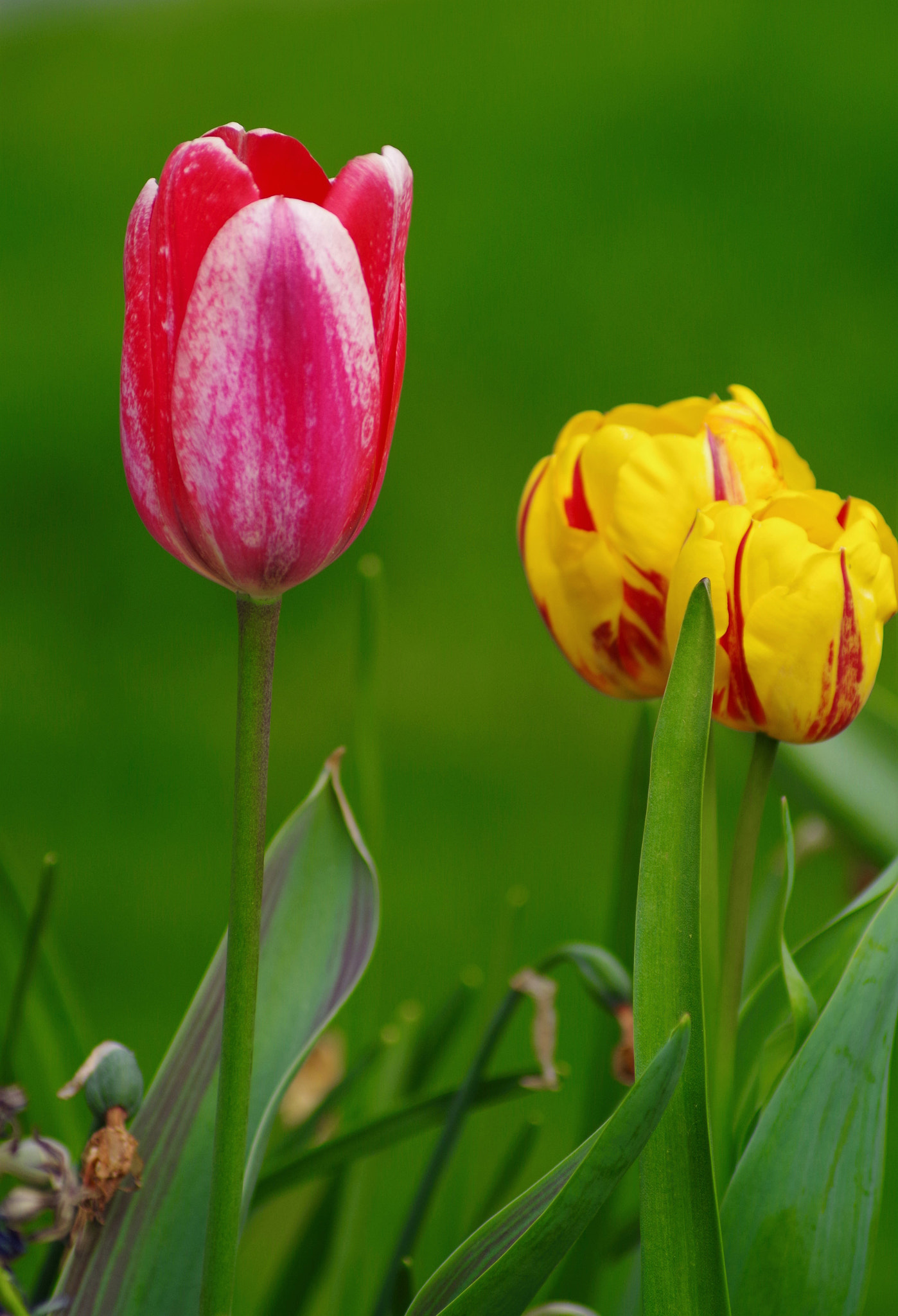 Pentax K-30 sample photo. Tulips photography