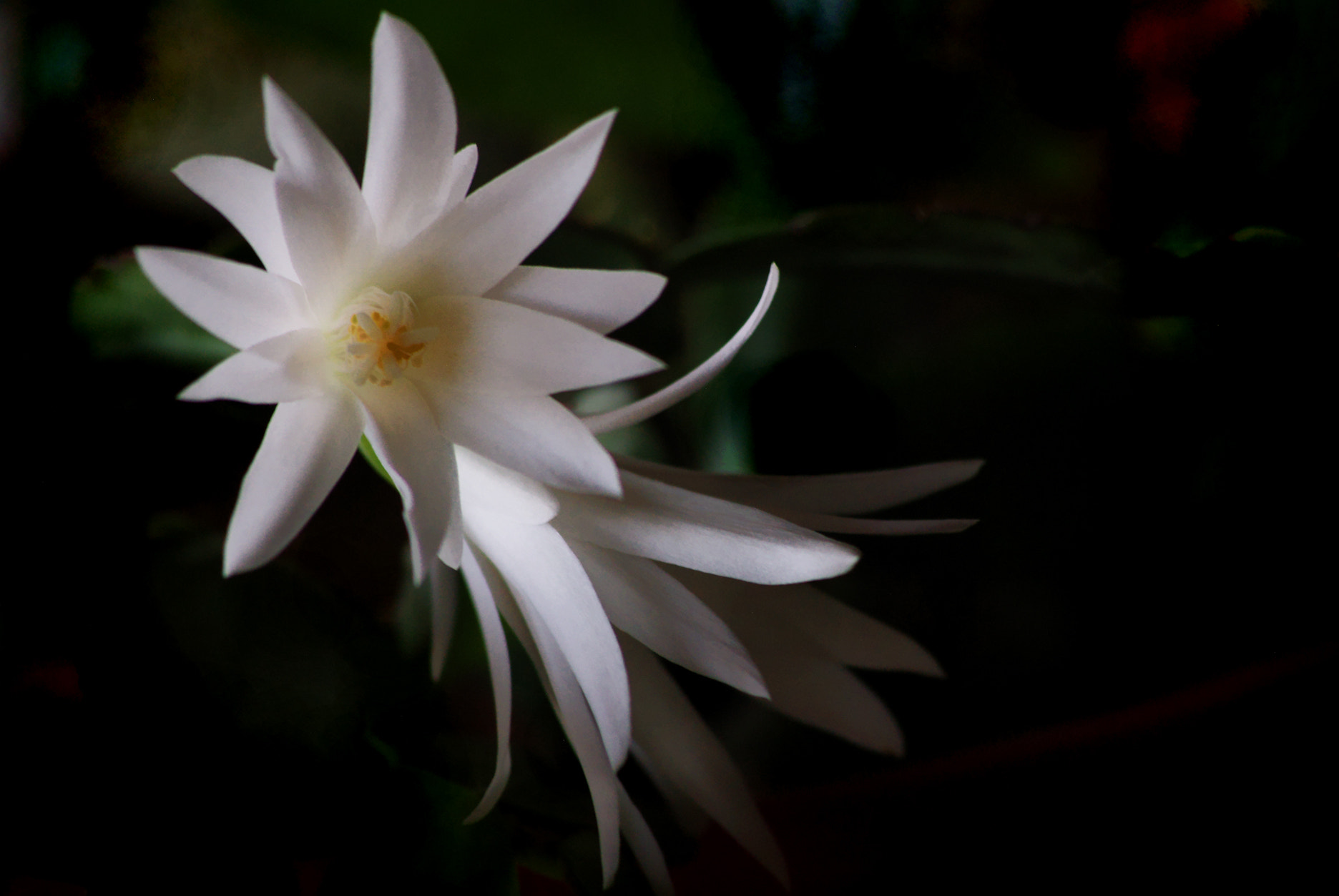 Pentax K200D sample photo. Xmas cactus bloom in june photography