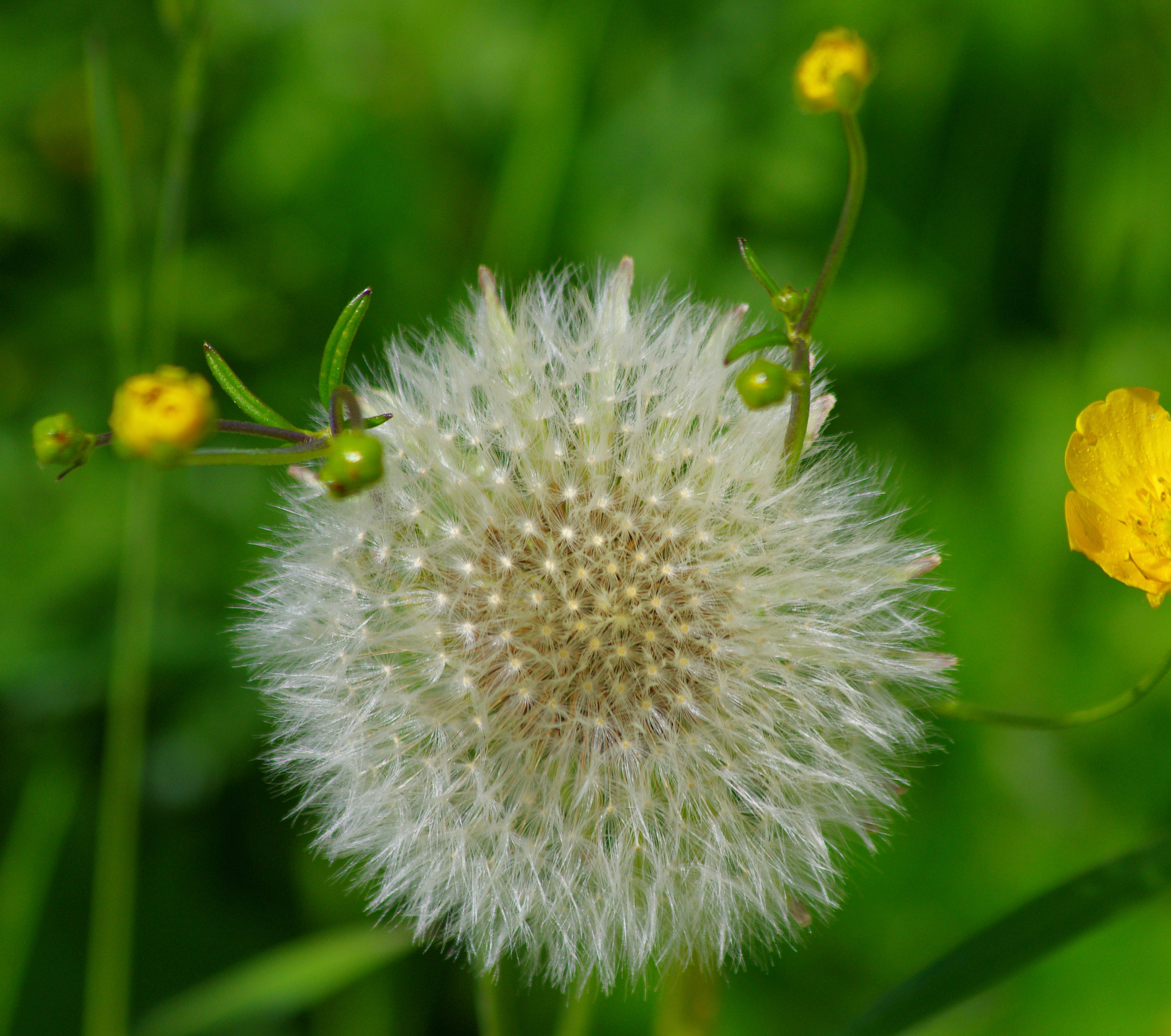 smc PENTAX-DA L 55-300mm F4-5.8 ED sample photo. Dandelion - a work af art photography